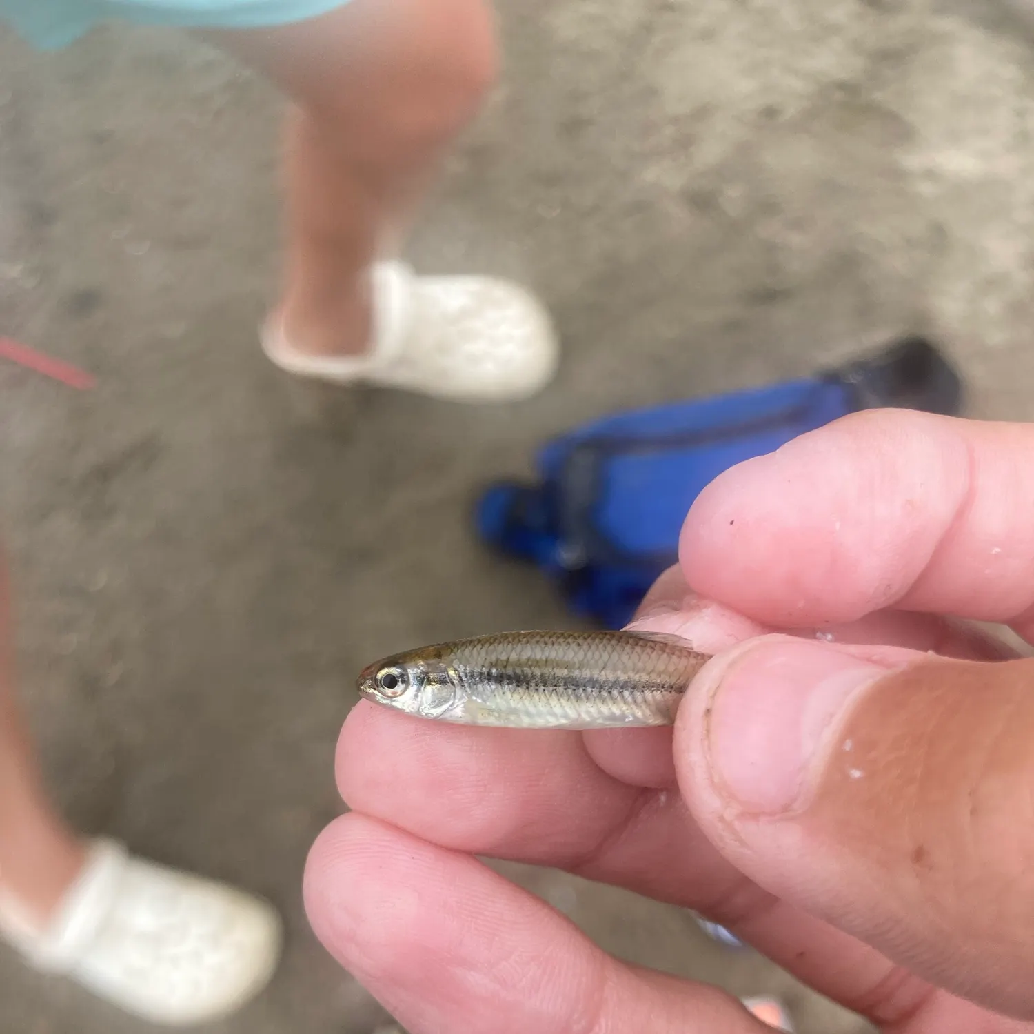 The most recent Bluntnose minnow catches on Fishbrain