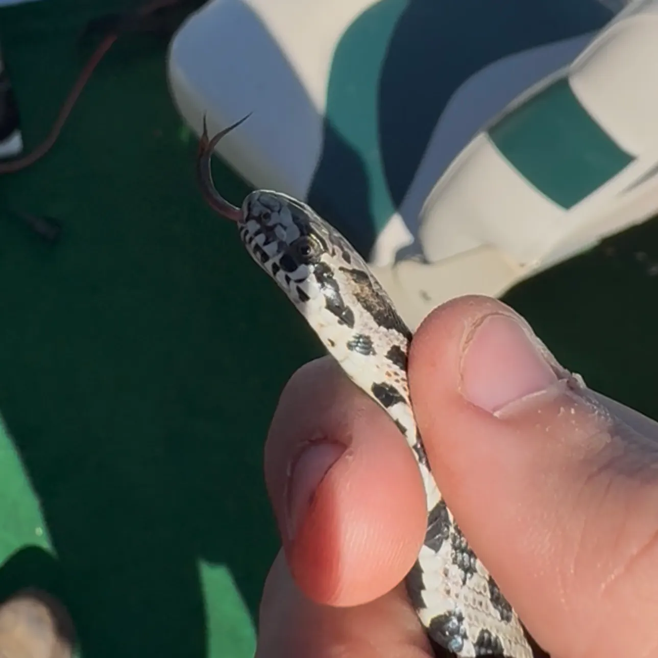 Fish caught on Fishbrain