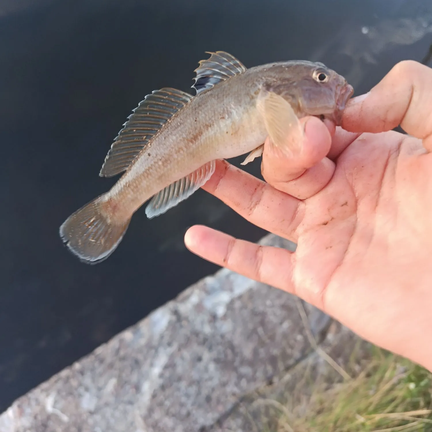 Round goby caught on Fishbrain