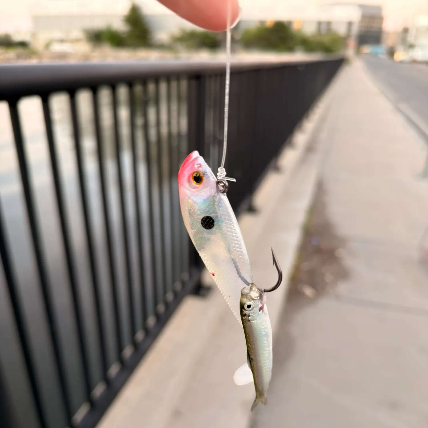 The most recent Atlantic silverside catches on Fishbrain