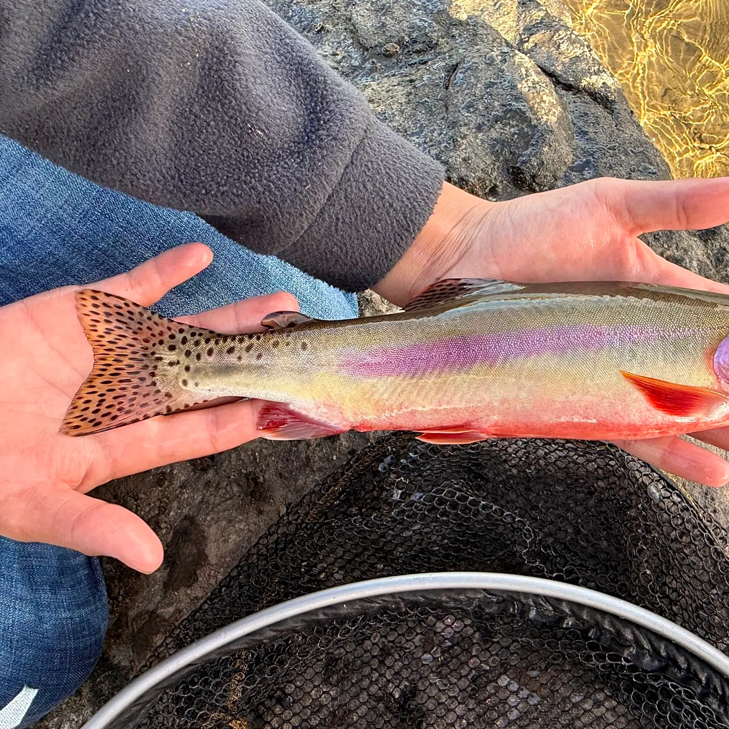 Golden trout caught on Fishbrain