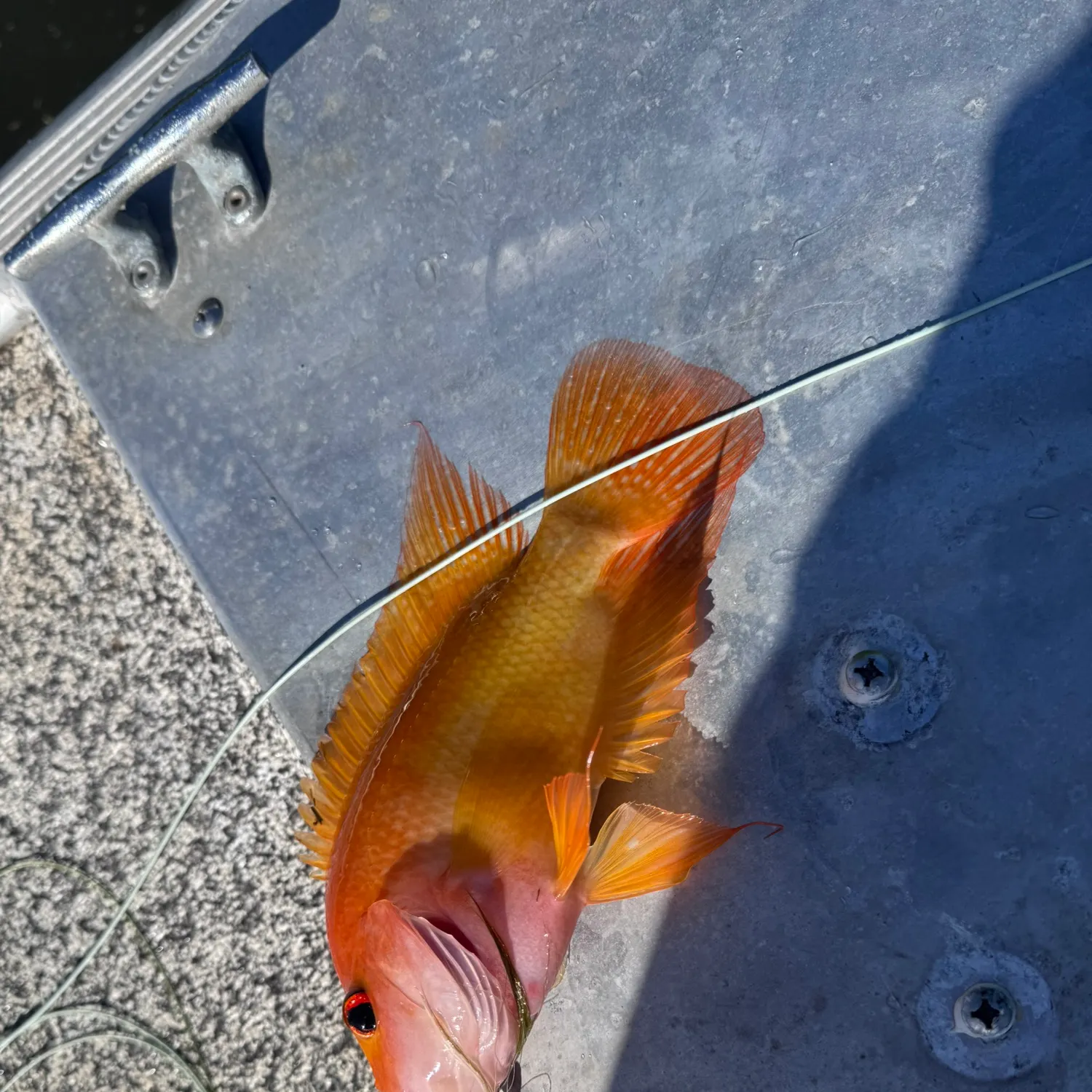 Red devil cichlid caught on Fishbrain
