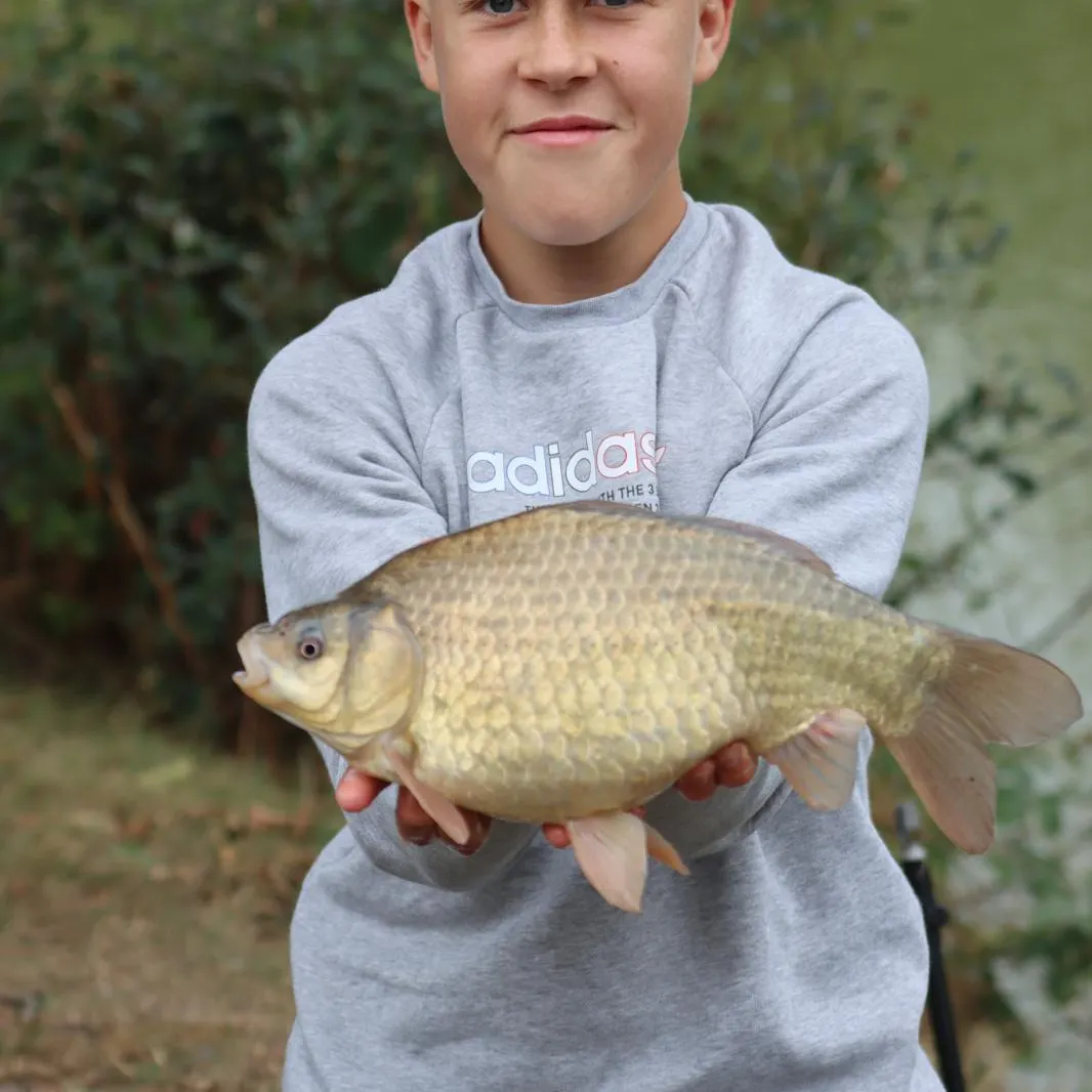 The most recent Crucian carp catches on Fishbrain
