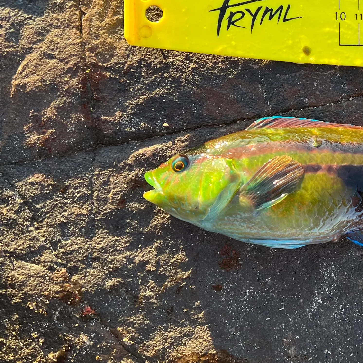 The most recent Patrician wrasse catches on Fishbrain