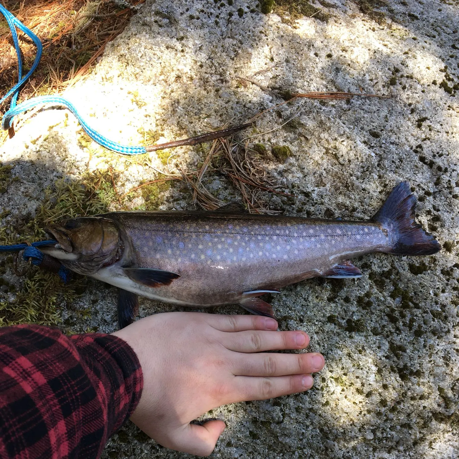 Brook trout caught on Fishbrain