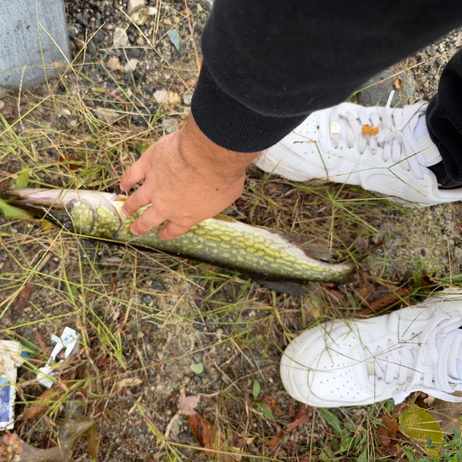 Chain pickerel caught on Fishbrain