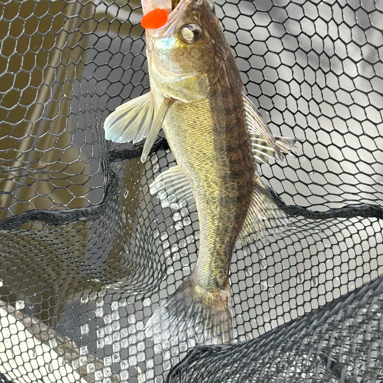 Zander caught on Fishbrain