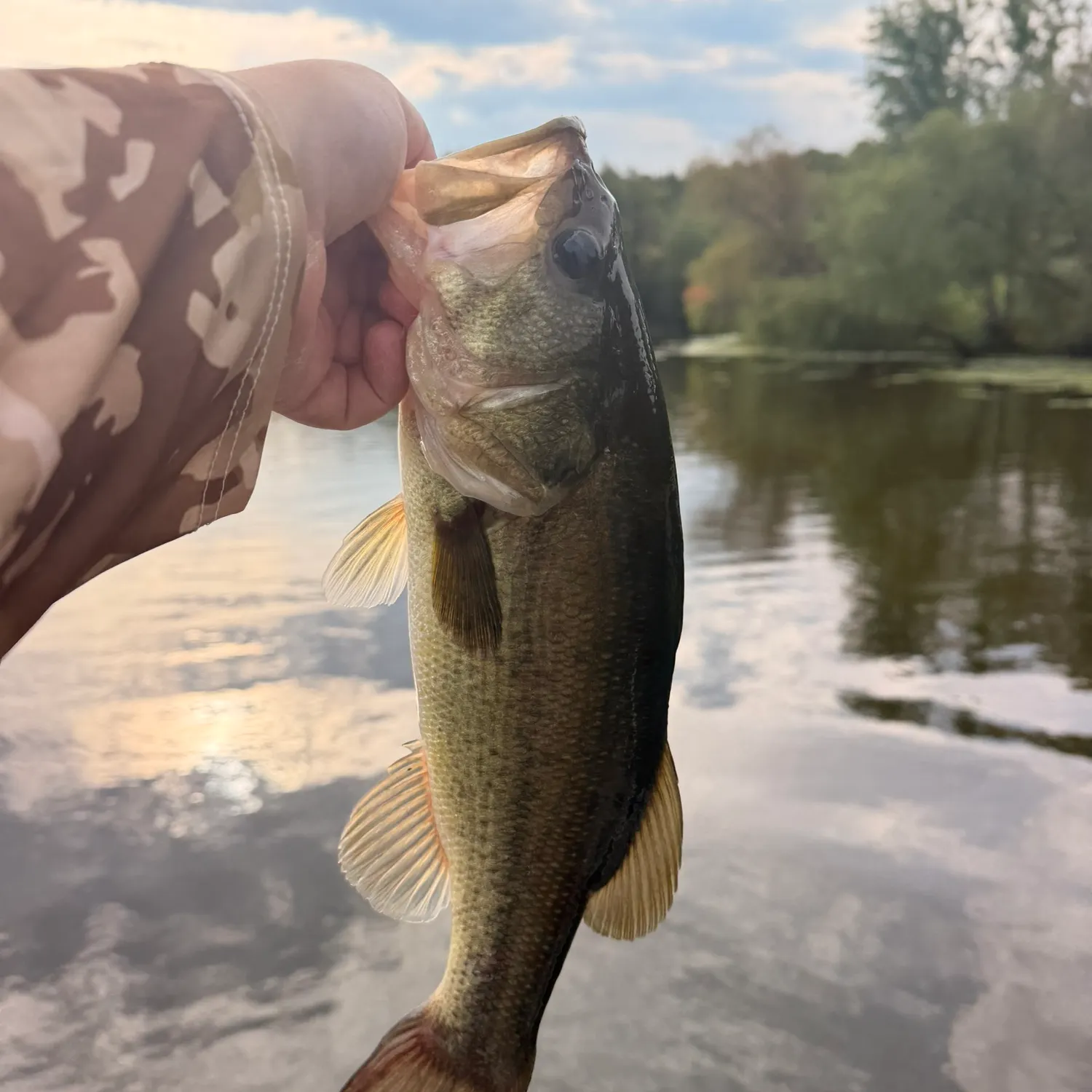 Largemouth bass caught on Fishbrain