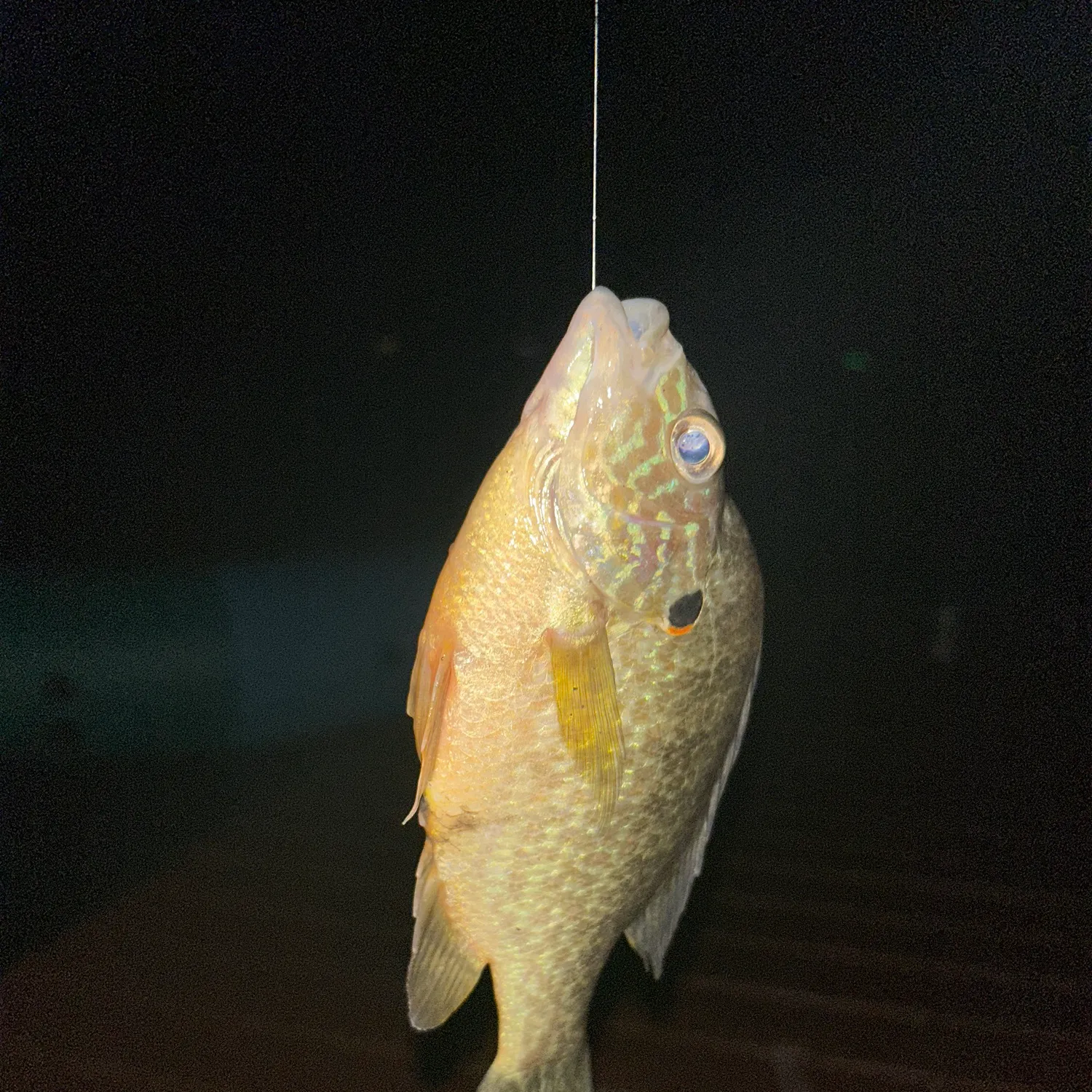 Pumpkinseed caught on Fishbrain