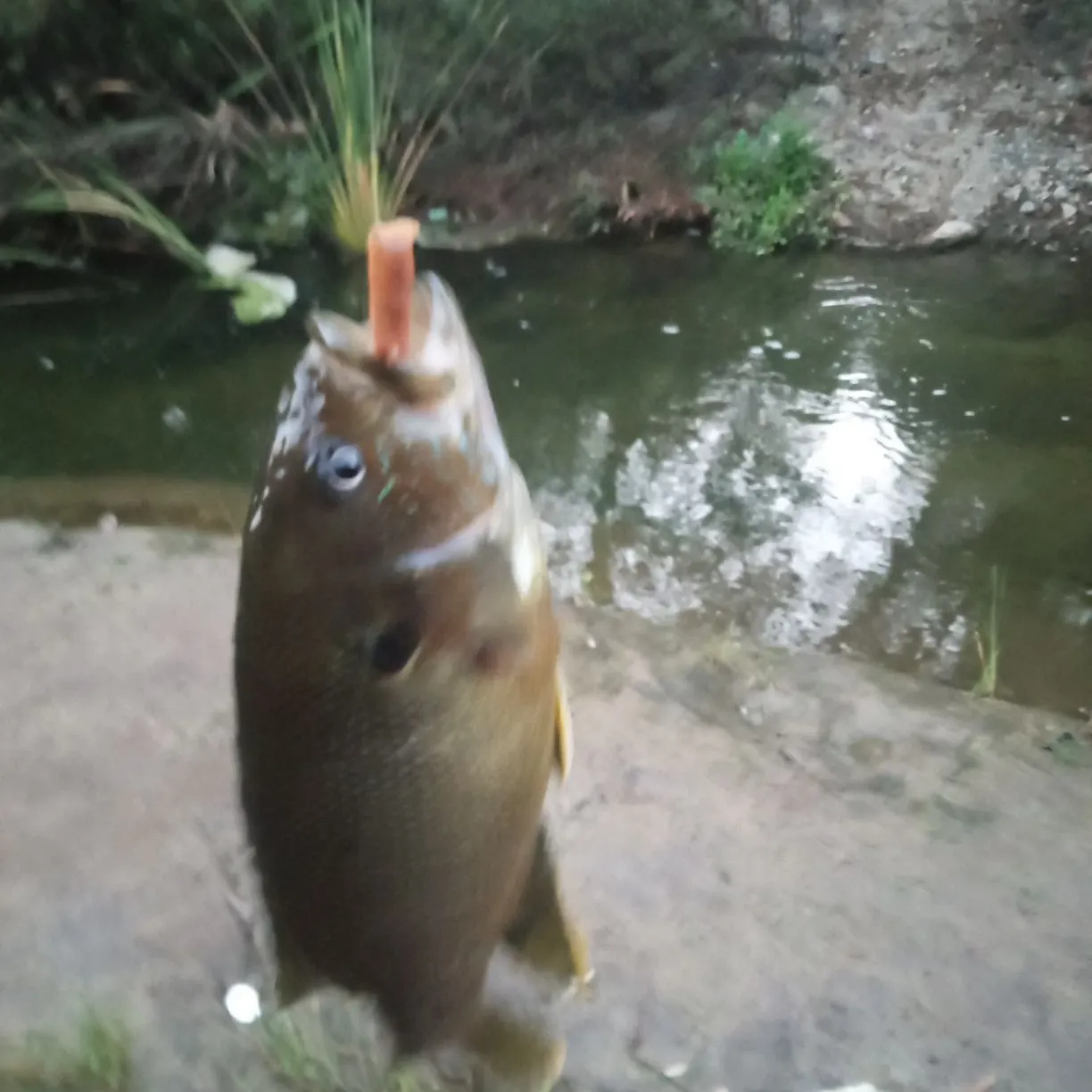 Green sunfish caught on Fishbrain