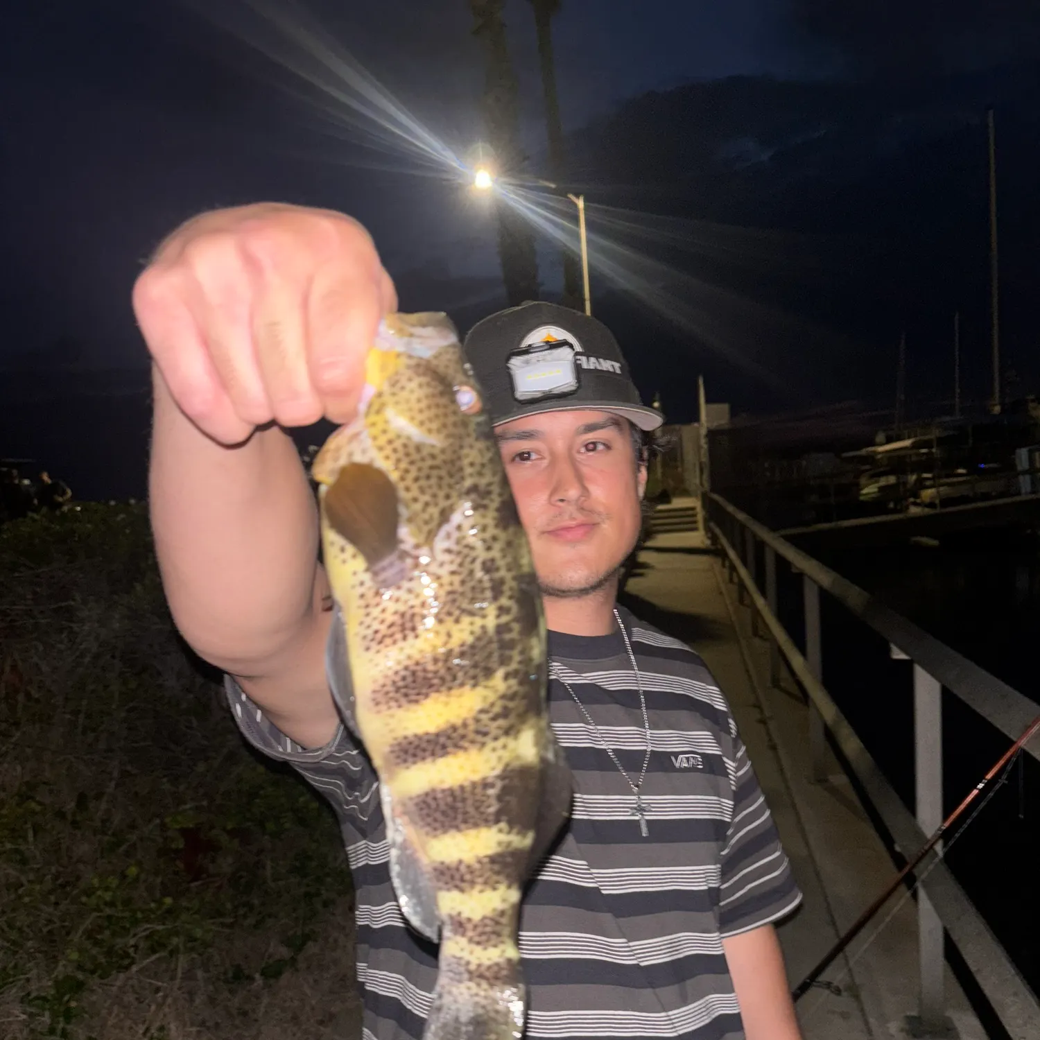 Spotted sand bass caught on Fishbrain