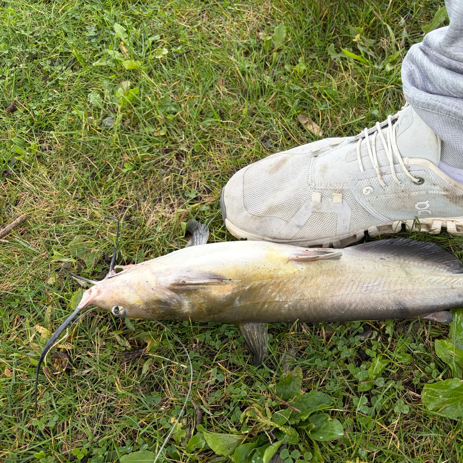 Channel catfish caught on Fishbrain