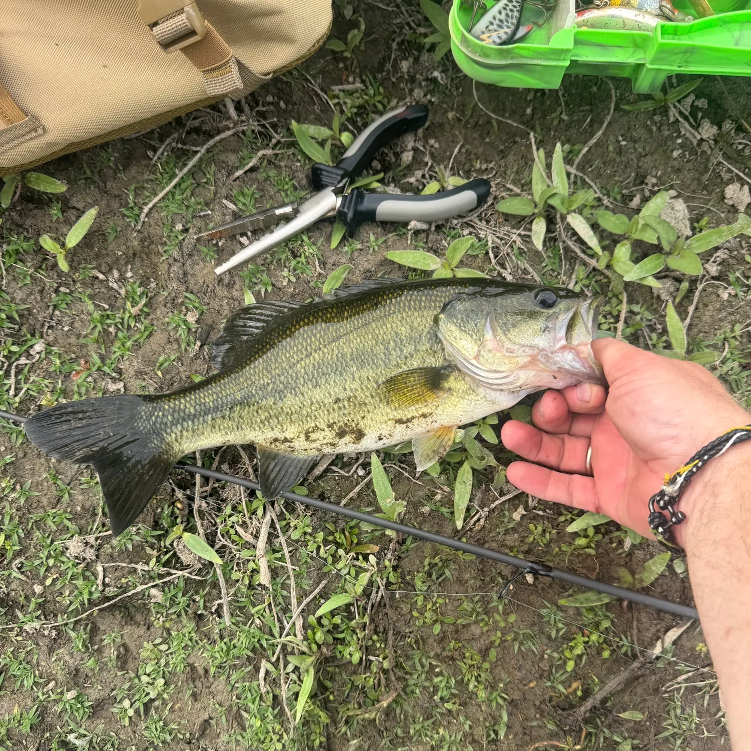 Largemouth bass caught on Fishbrain