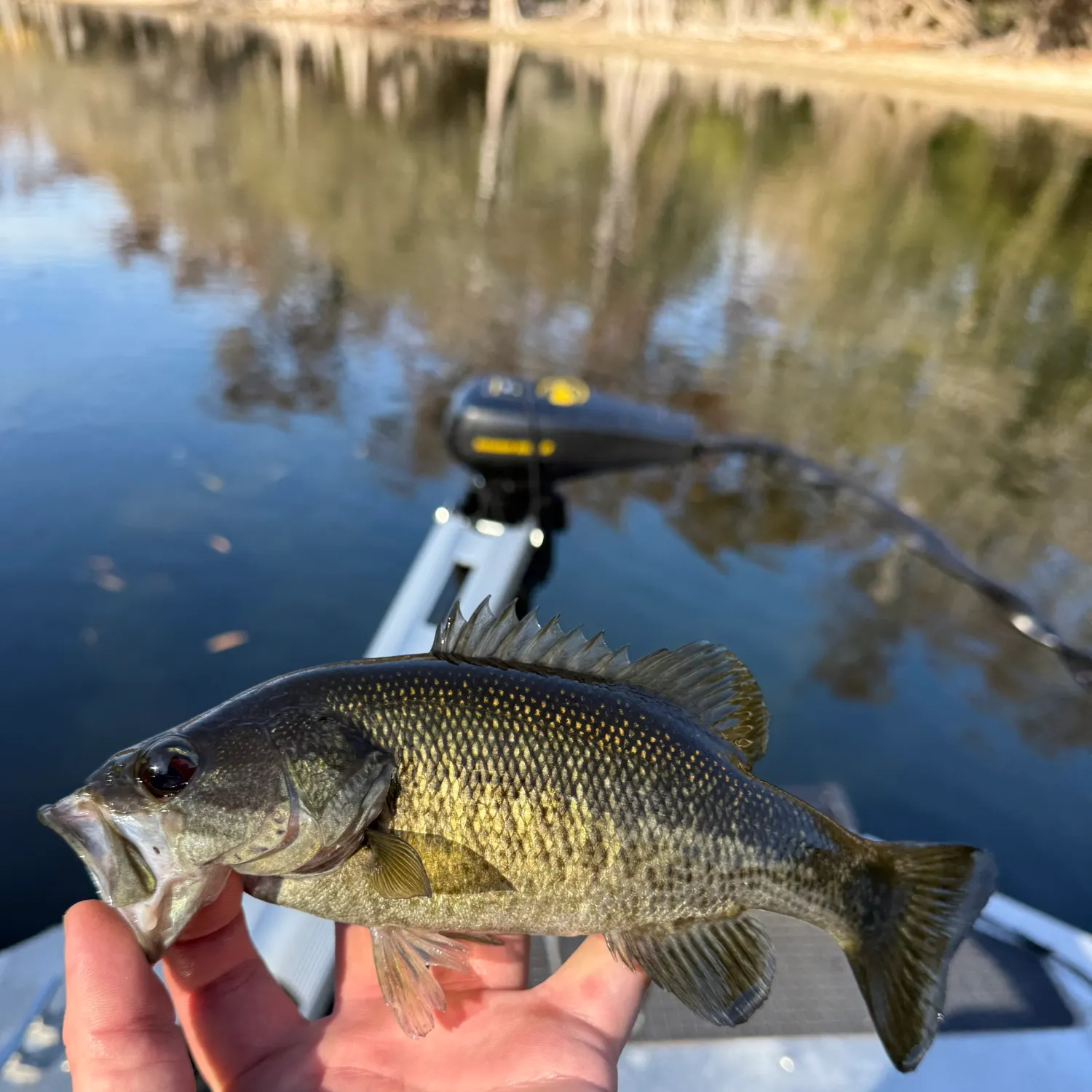 The most recent Suwannee bass catches on Fishbrain