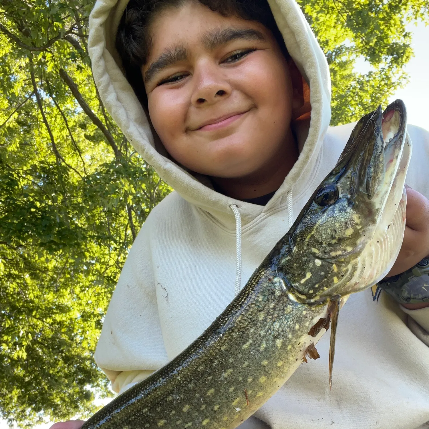 Northern pike caught on Fishbrain