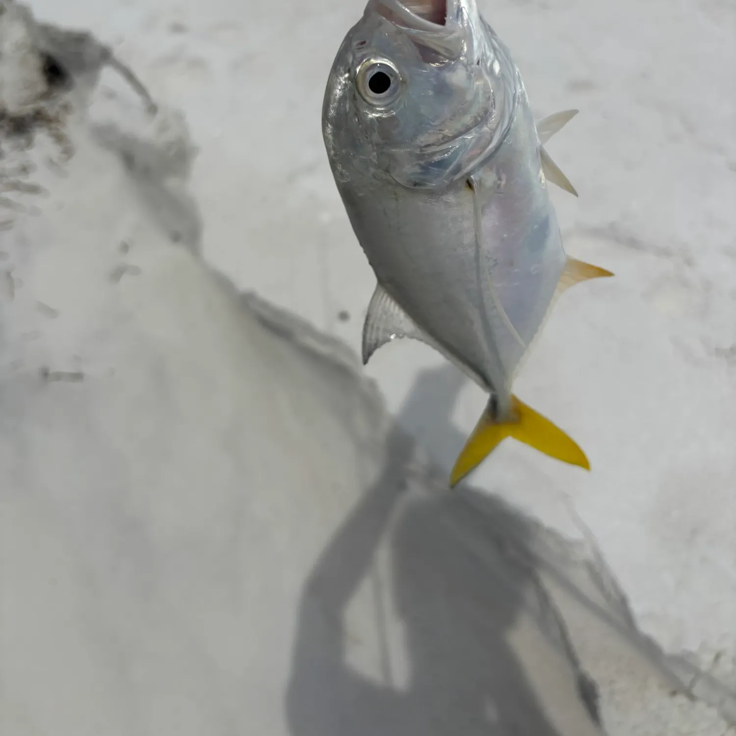 Crevalle jack caught on Fishbrain