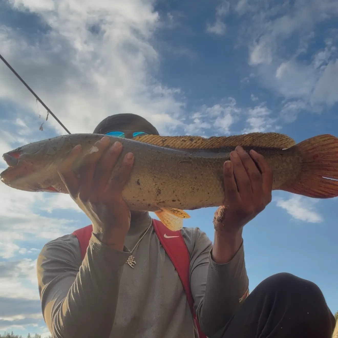 Ruddy bowfin caught on Fishbrain