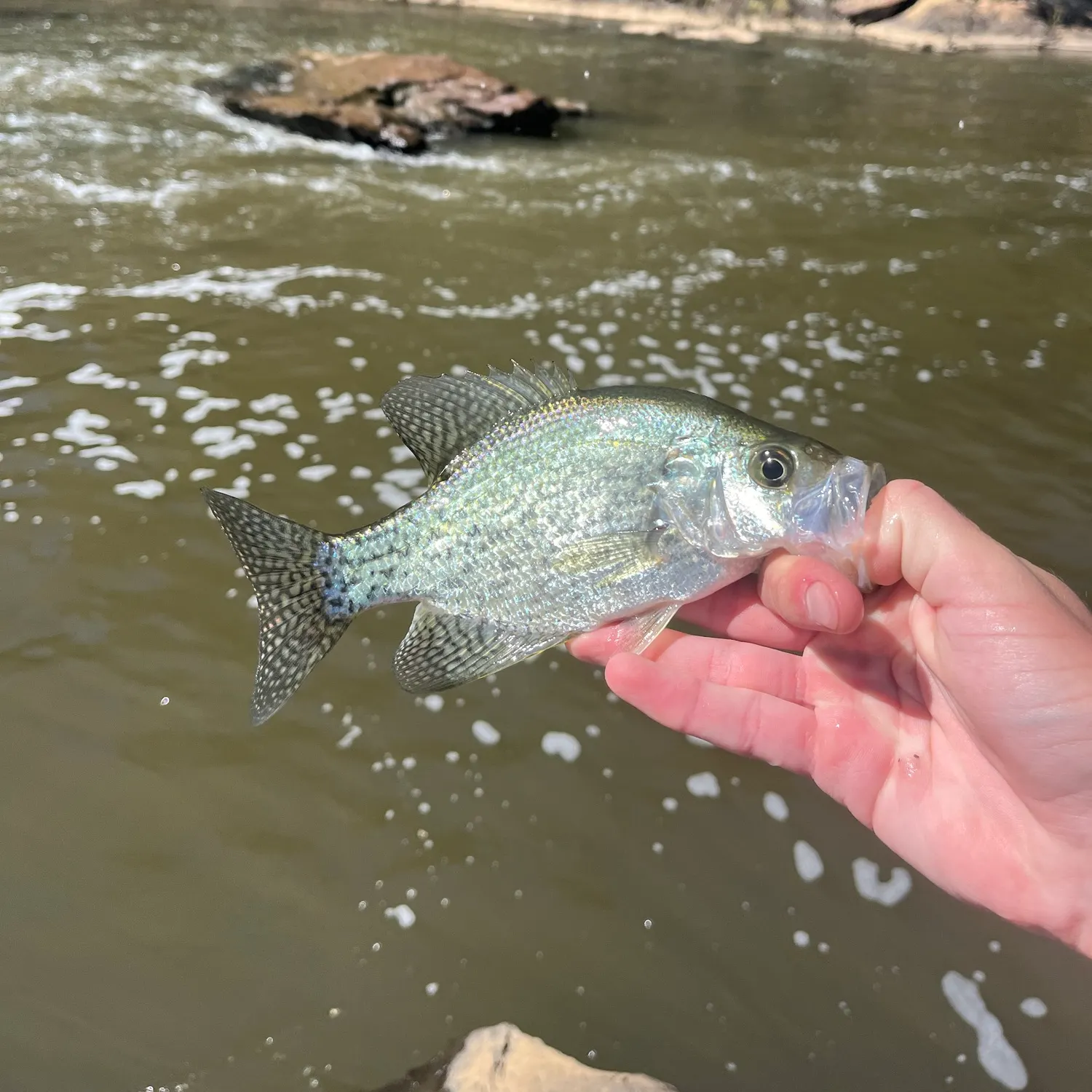Black crappie caught on Fishbrain