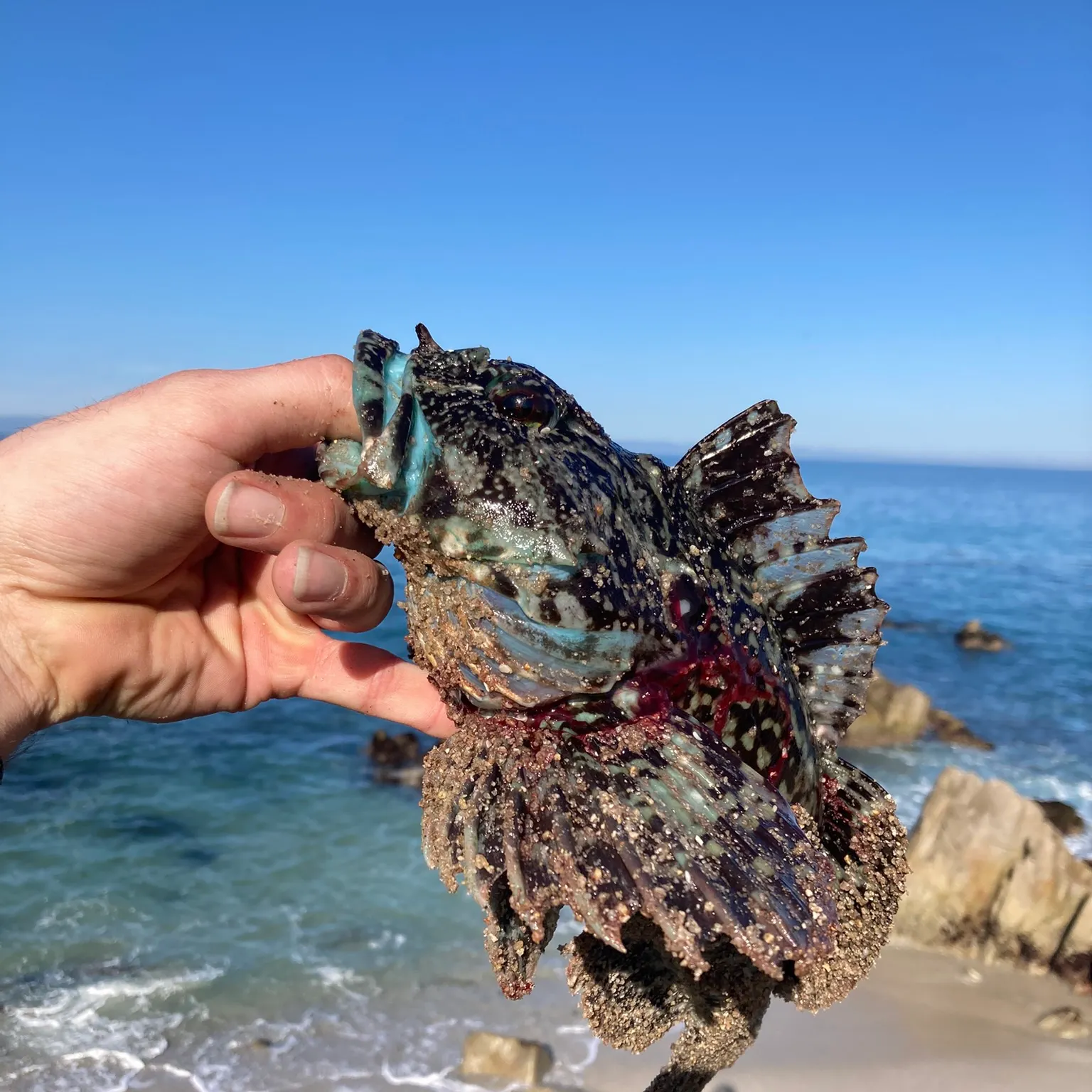 The most recent Cabezon catches on Fishbrain