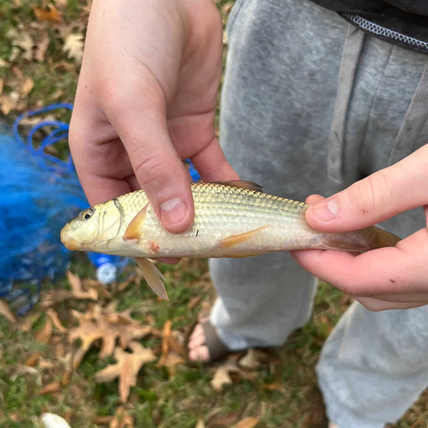 The most recent Golden redhorse catches on Fishbrain