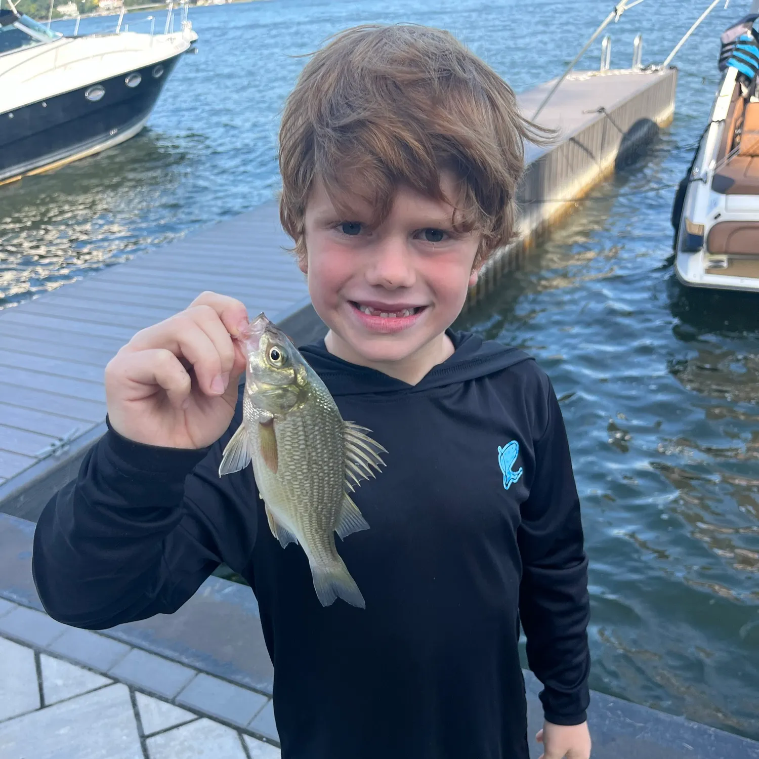 White bass caught on Fishbrain