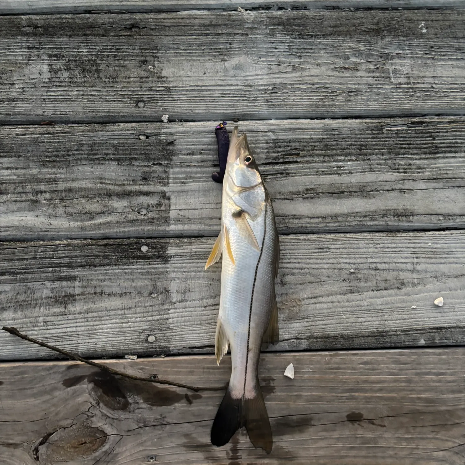 The most recent Fat snook catches on Fishbrain