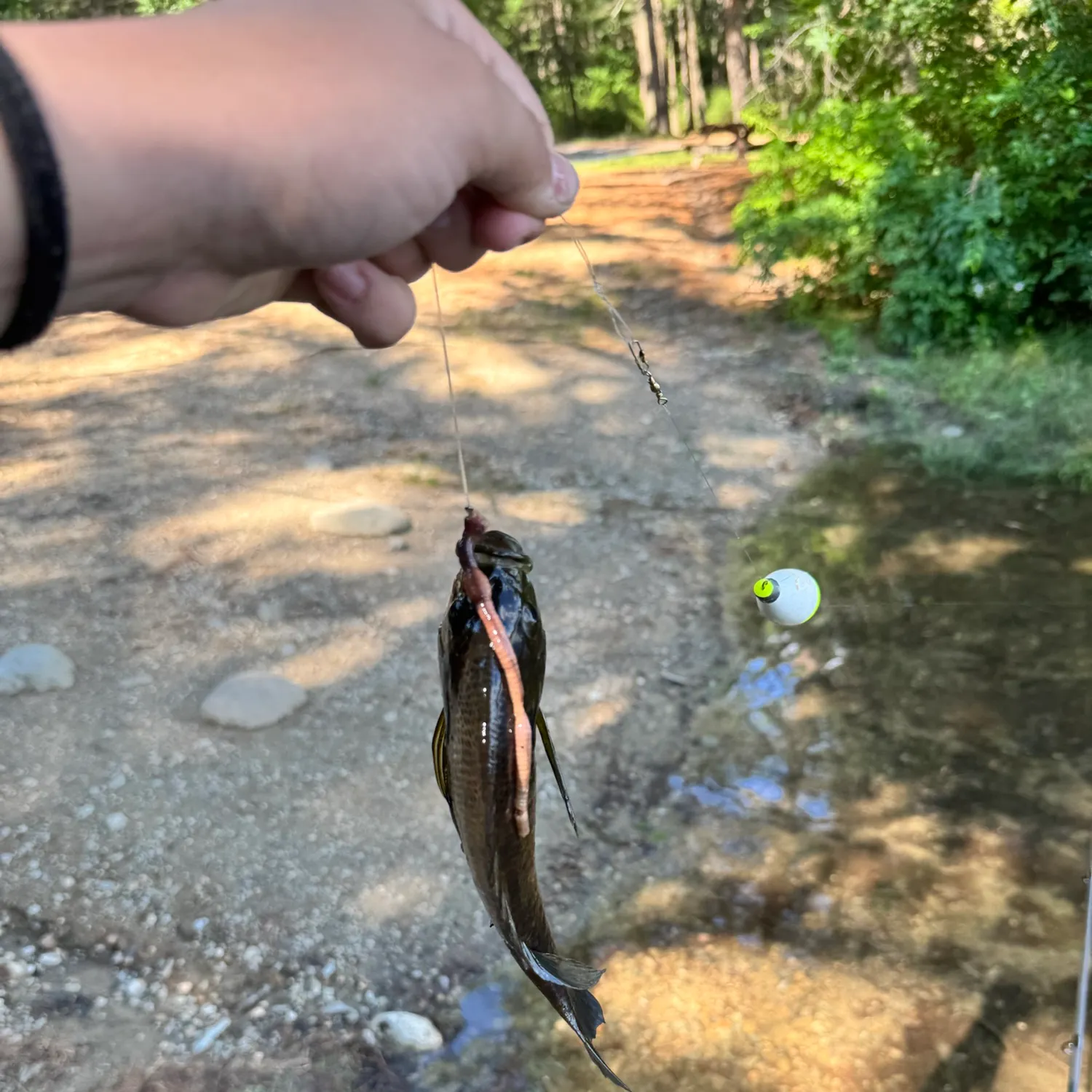 The most recent Wargill hybrid catches on Fishbrain