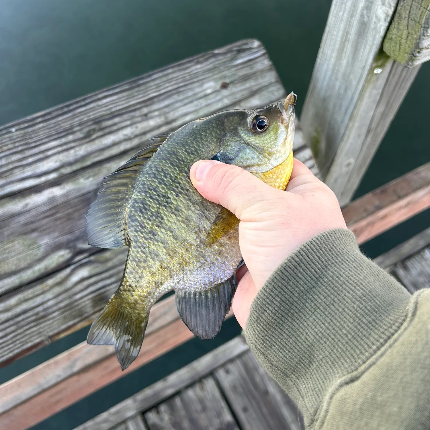 Bluegill caught on Fishbrain