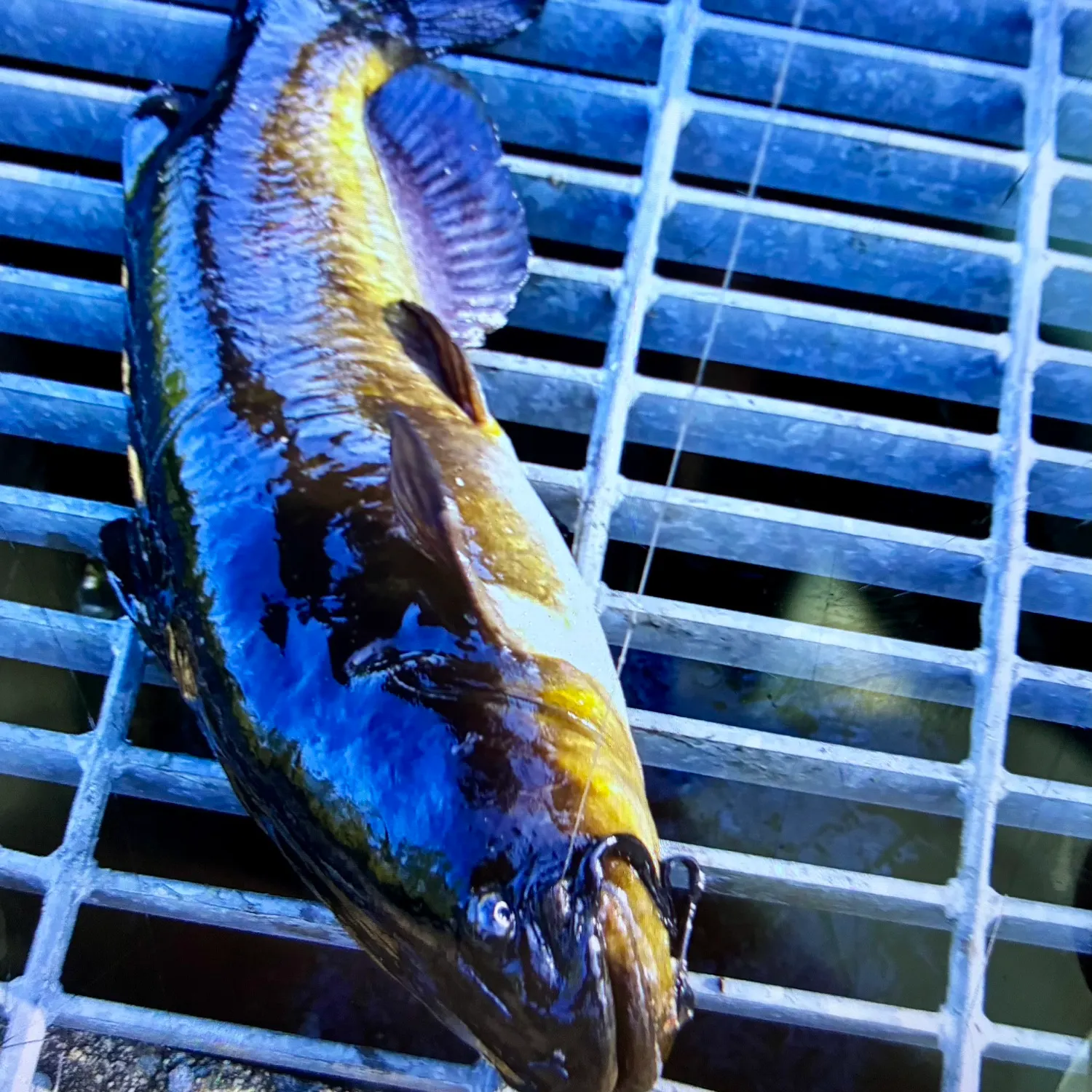 The most recent Brown bullhead catches on Fishbrain