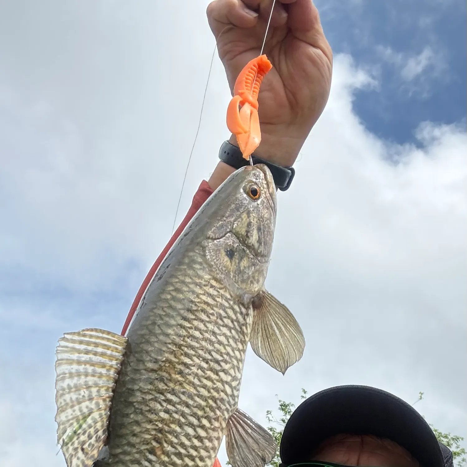 Trahira caught on Fishbrain