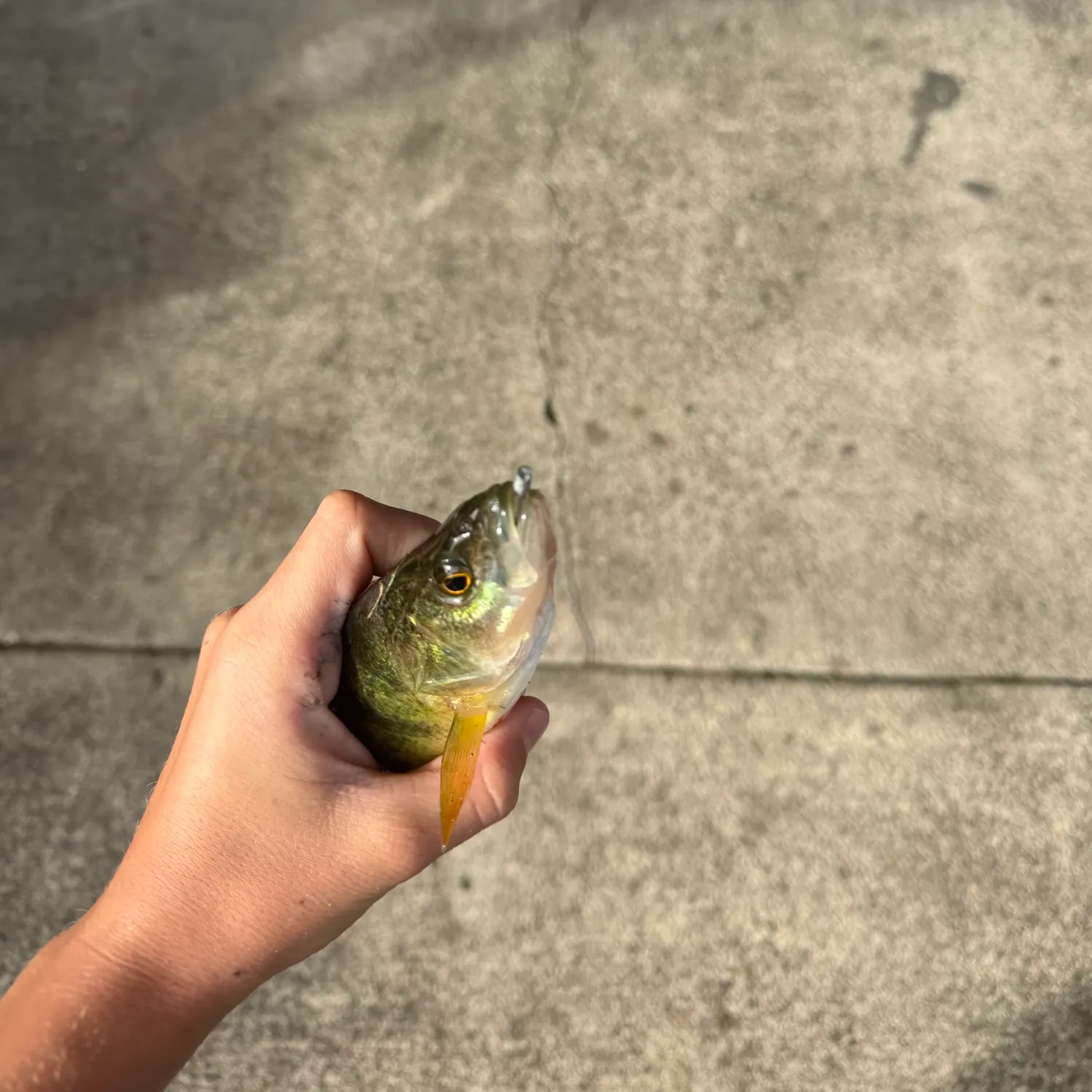 Yellow perch caught on Fishbrain