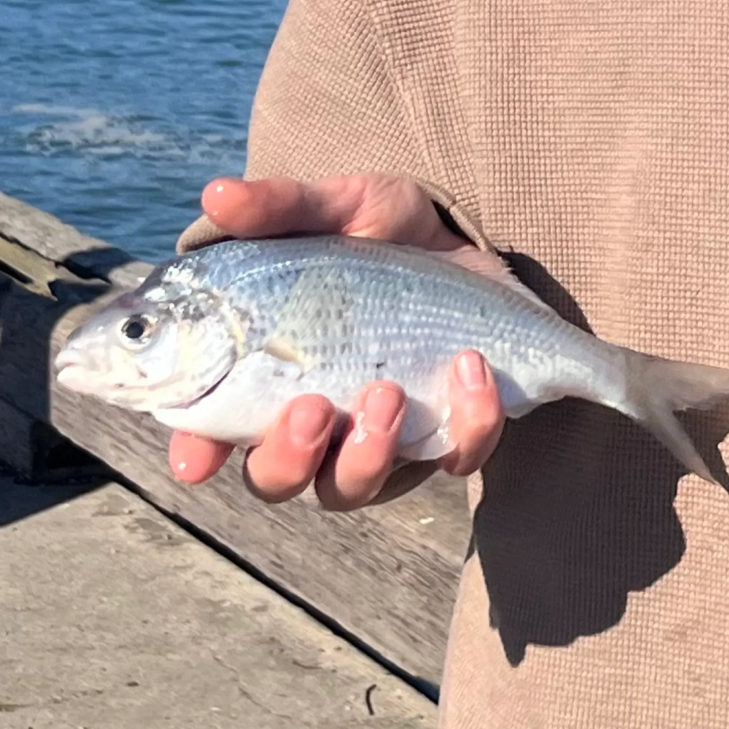 The most popular recent Silver surfperch catch on Fishbrain