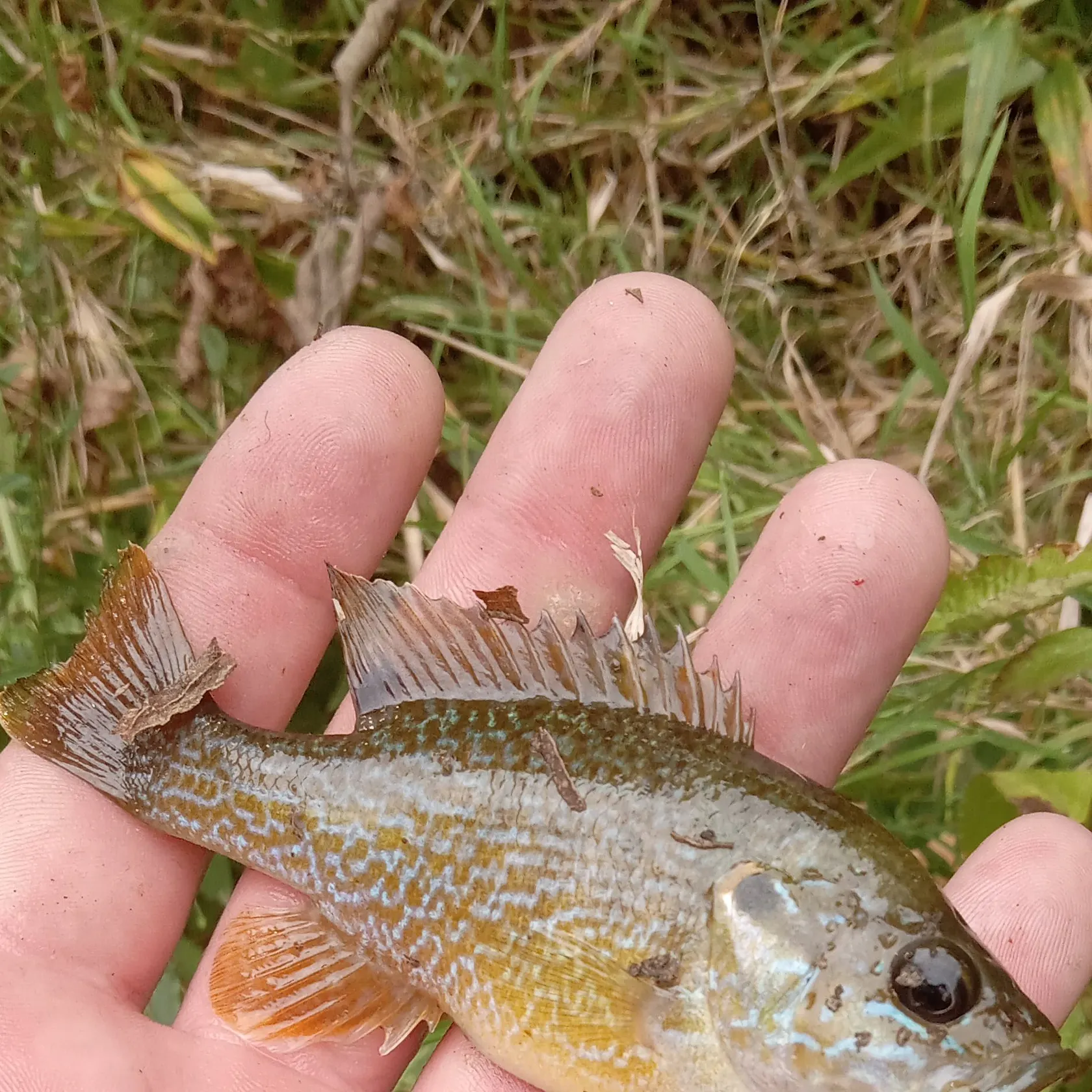 Green sunfish caught on Fishbrain
