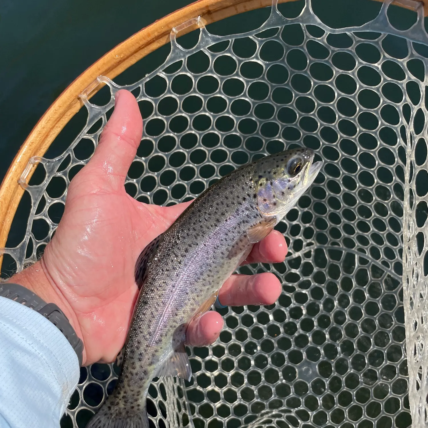 Rainbow trout caught on Fishbrain