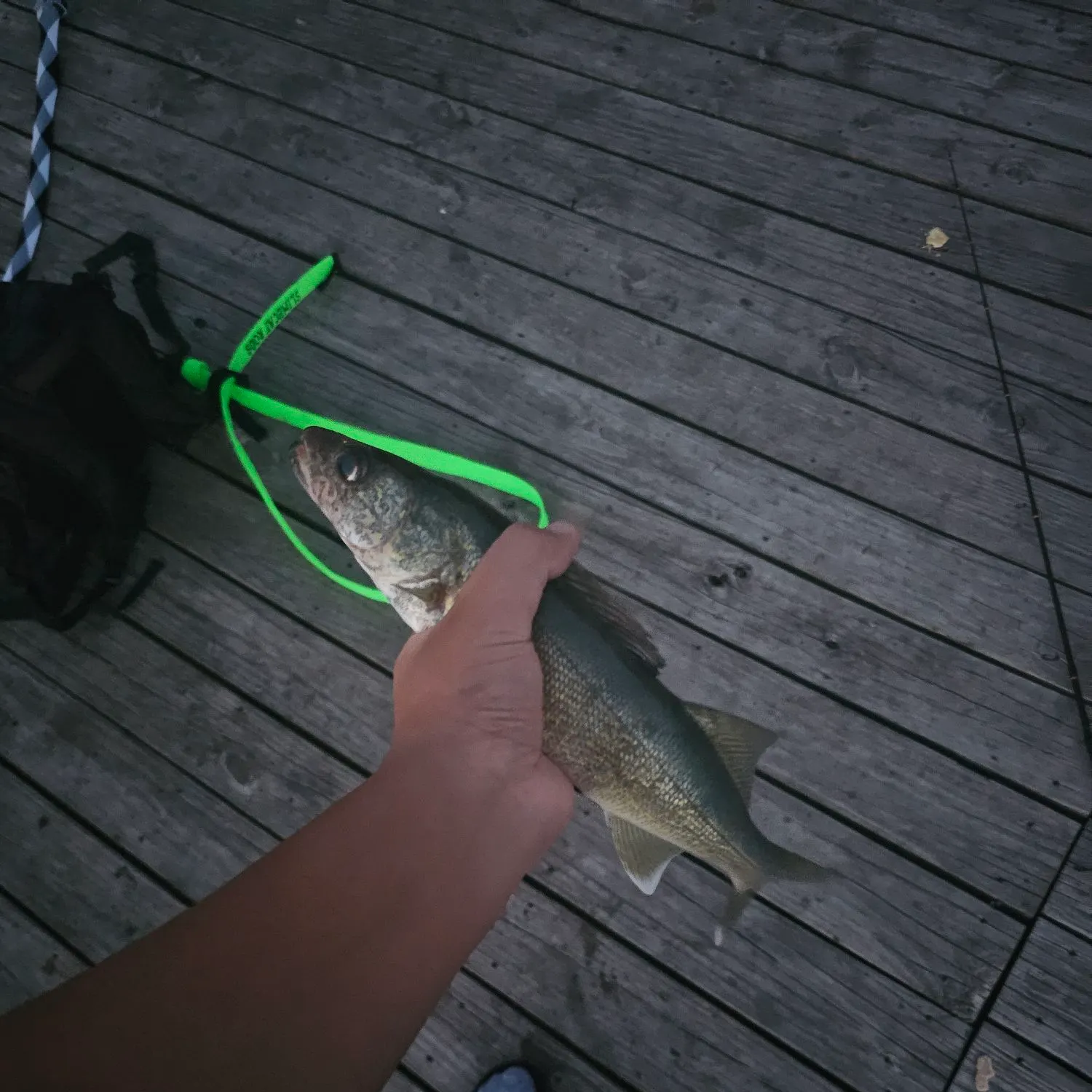 Walleye caught on Fishbrain