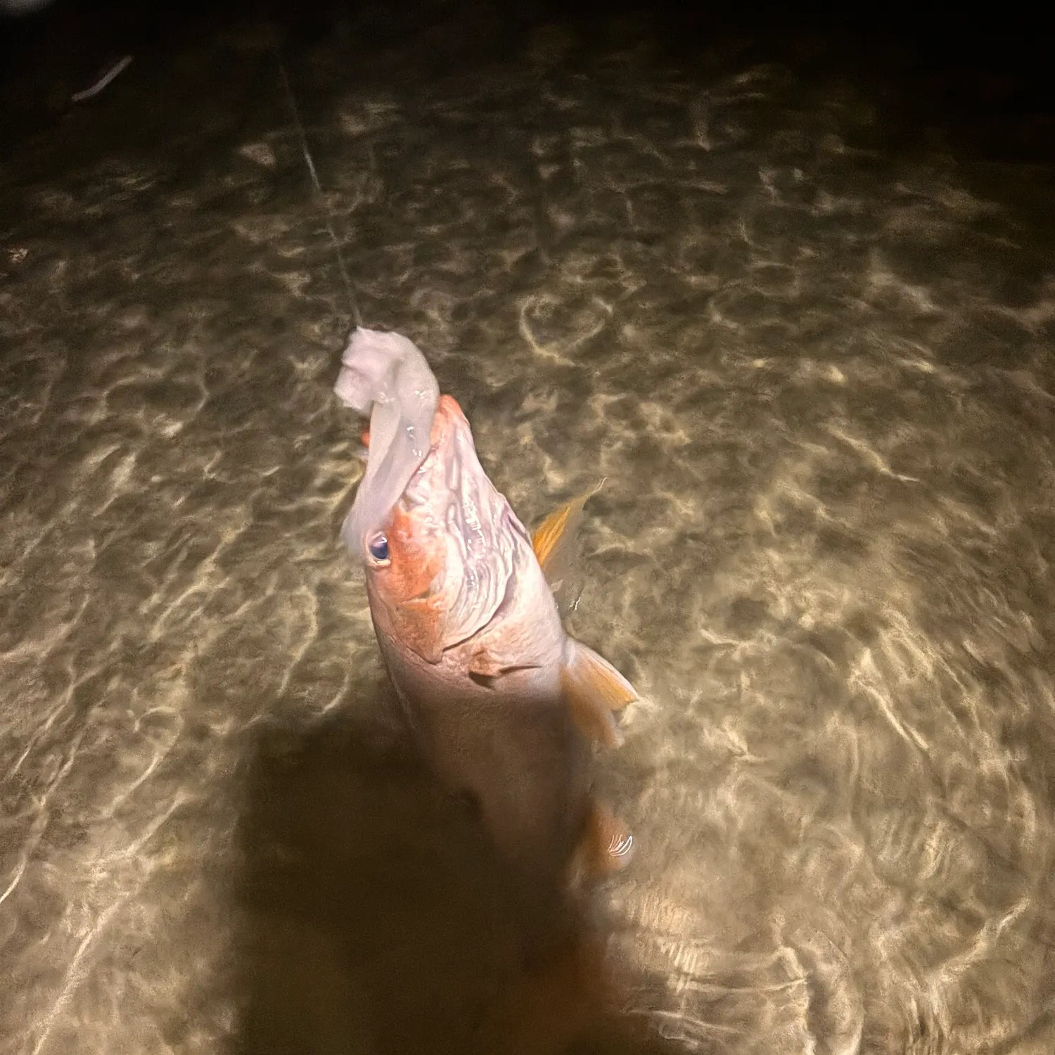 The most recent One-spot snapper catches on Fishbrain