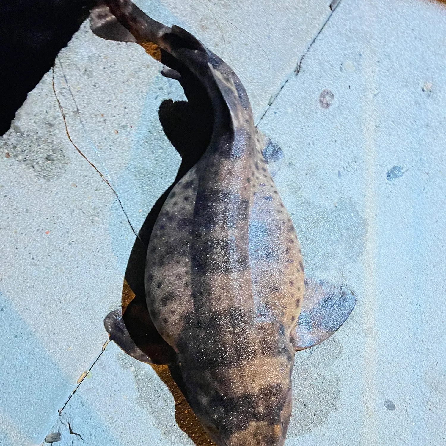 The most recent Swellshark catches on Fishbrain