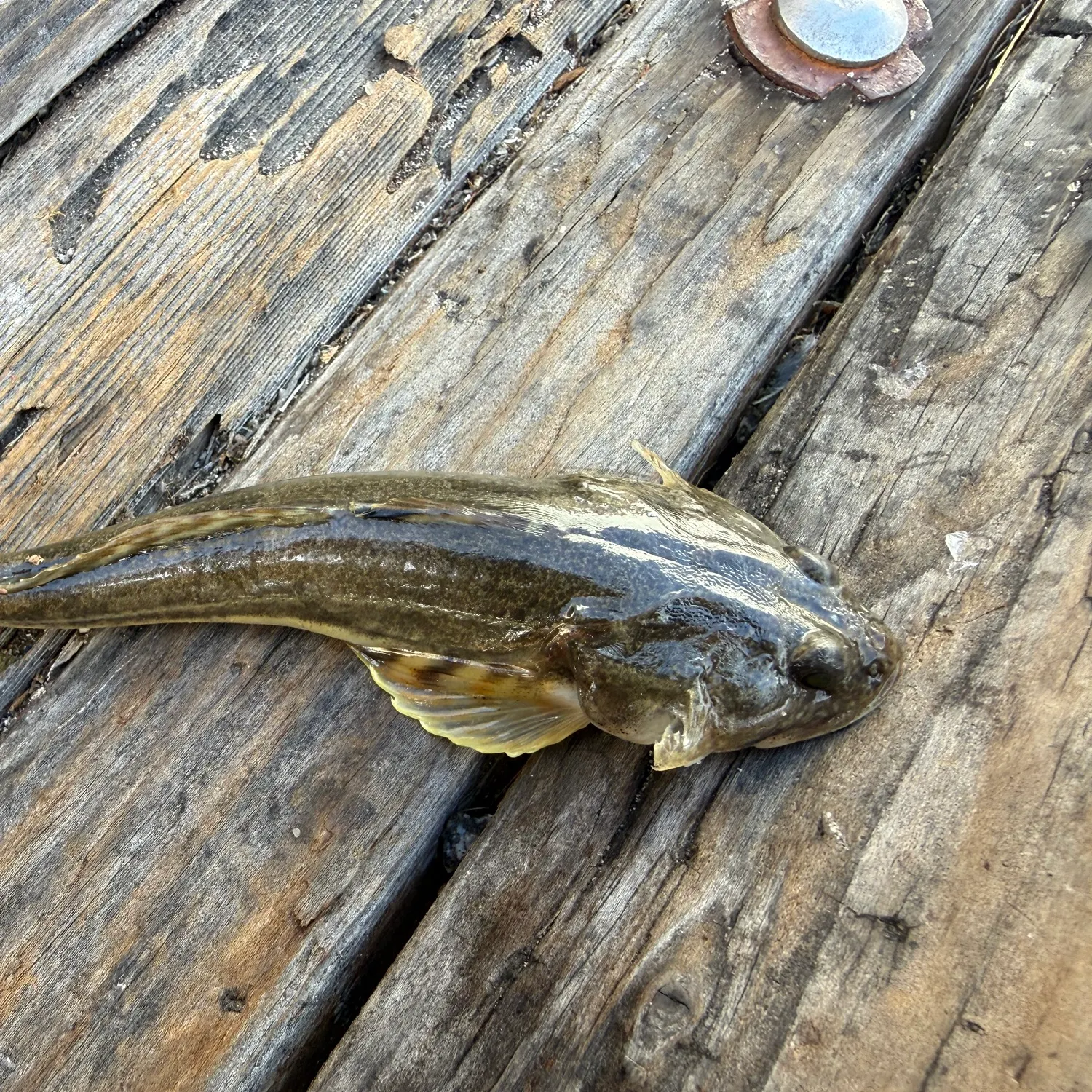 Pacific staghorn sculpin caught on Fishbrain