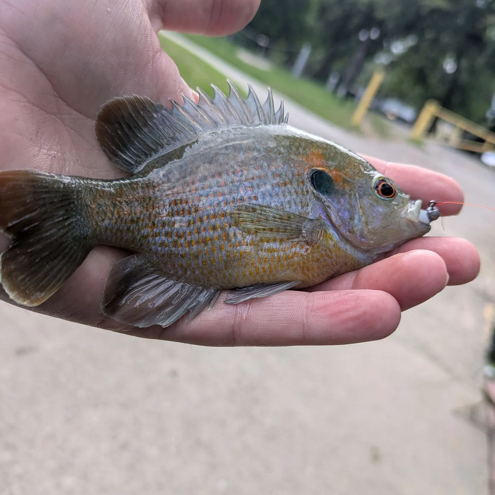 The most recent Redspotted sunfish catches on Fishbrain