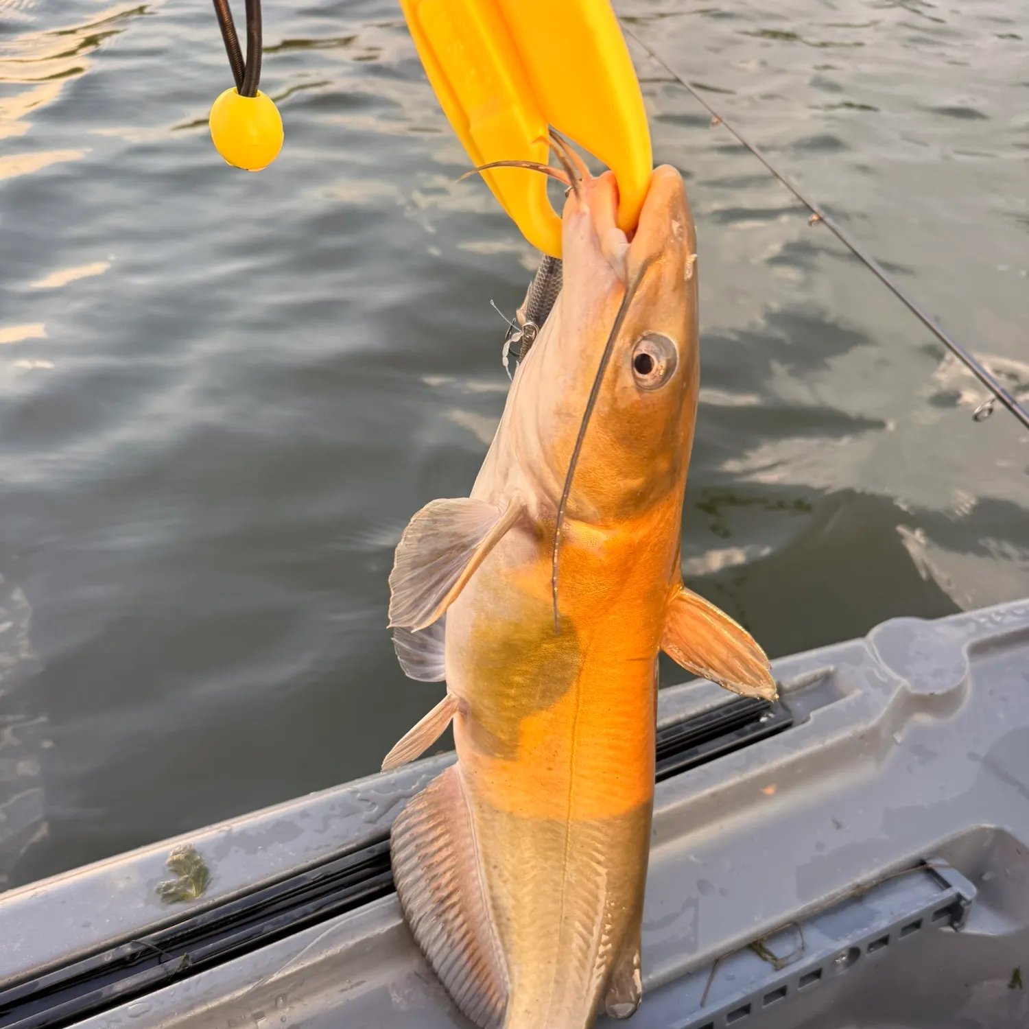Channel catfish caught on Fishbrain
