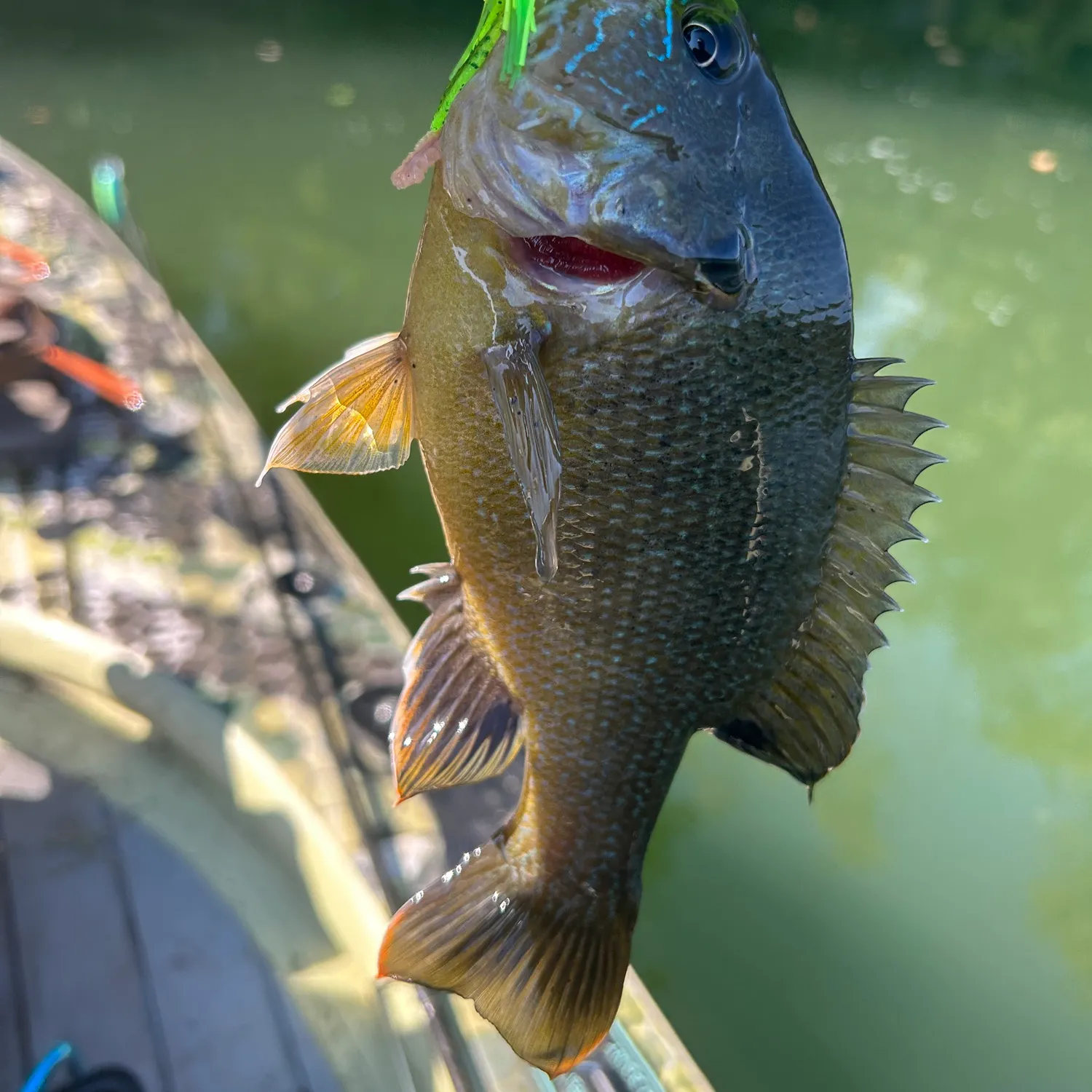 Bluegill caught on Fishbrain