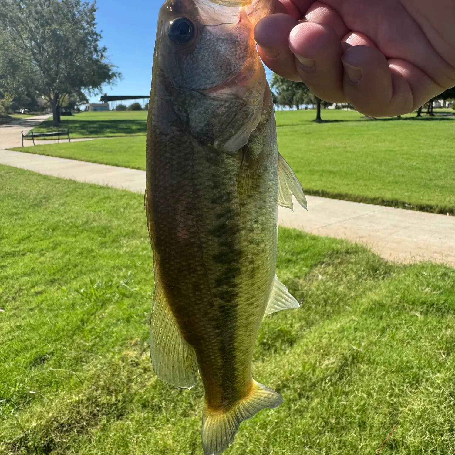 Largemouth bass caught on Fishbrain