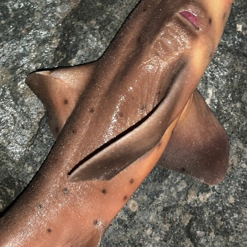 Horn shark caught on Fishbrain