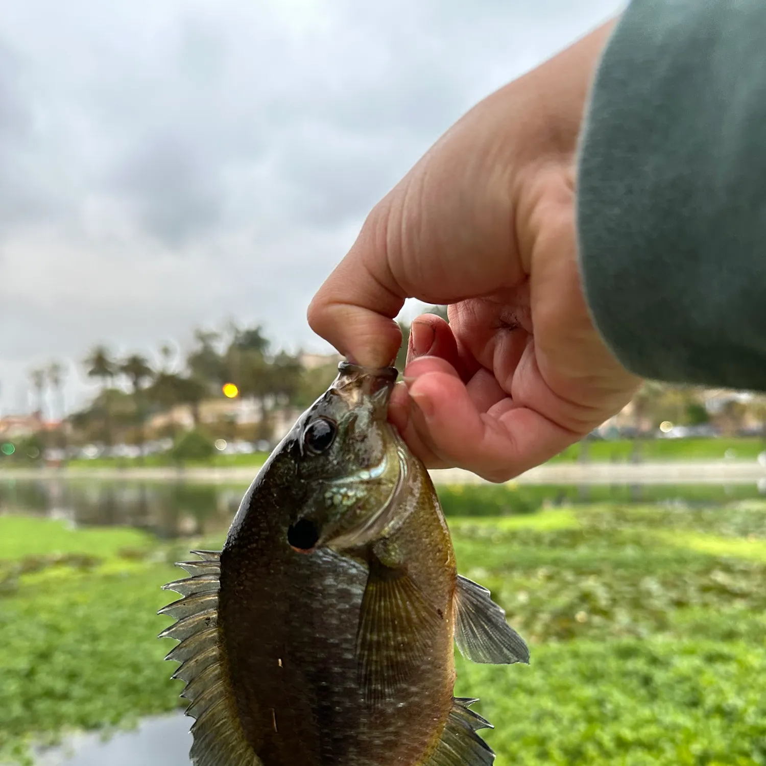 catch