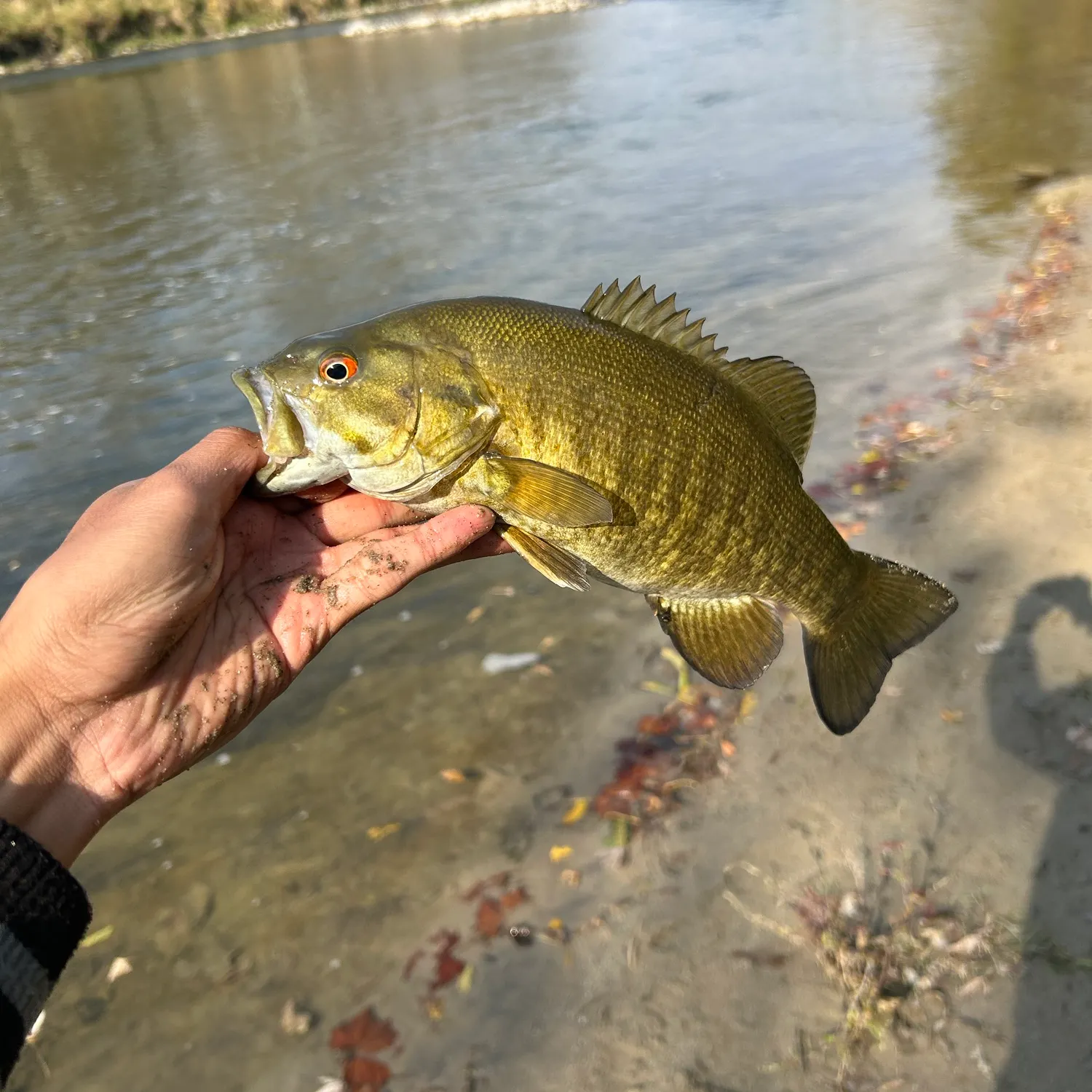 Smallmouth bass caught on Fishbrain