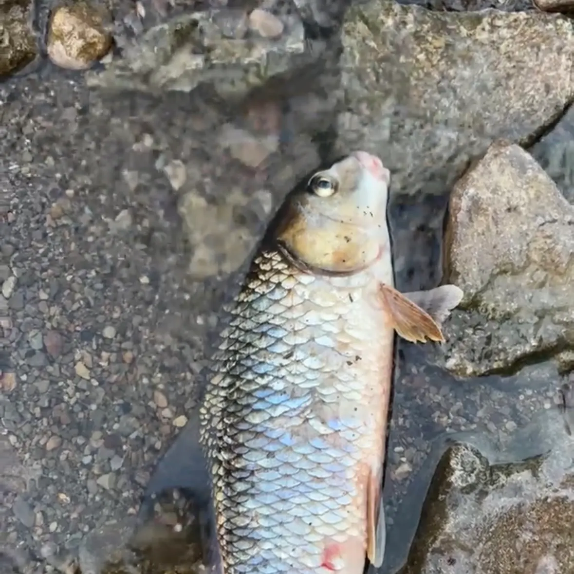River carpsucker caught on Fishbrain