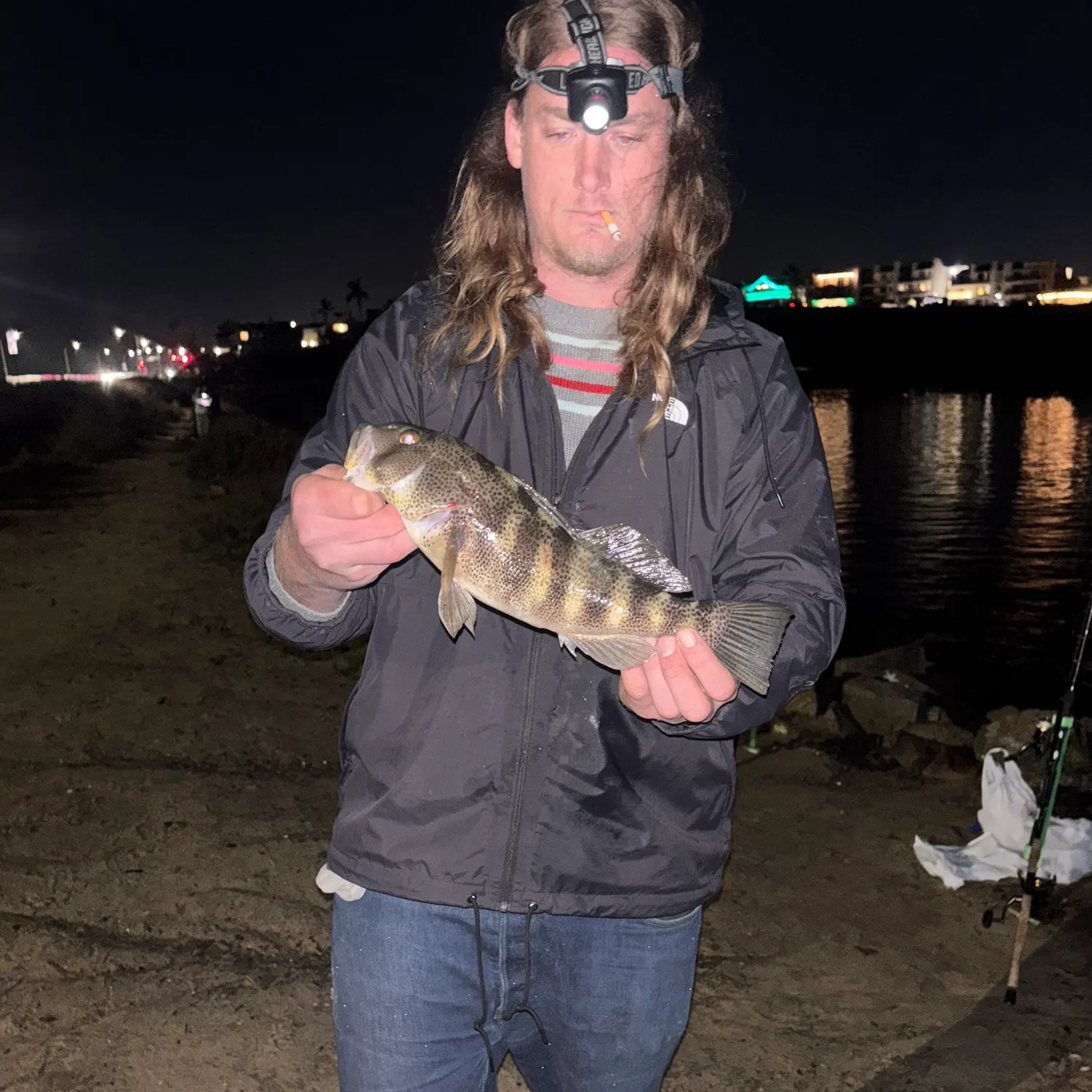 The most recent Spotted sand bass catches on Fishbrain
