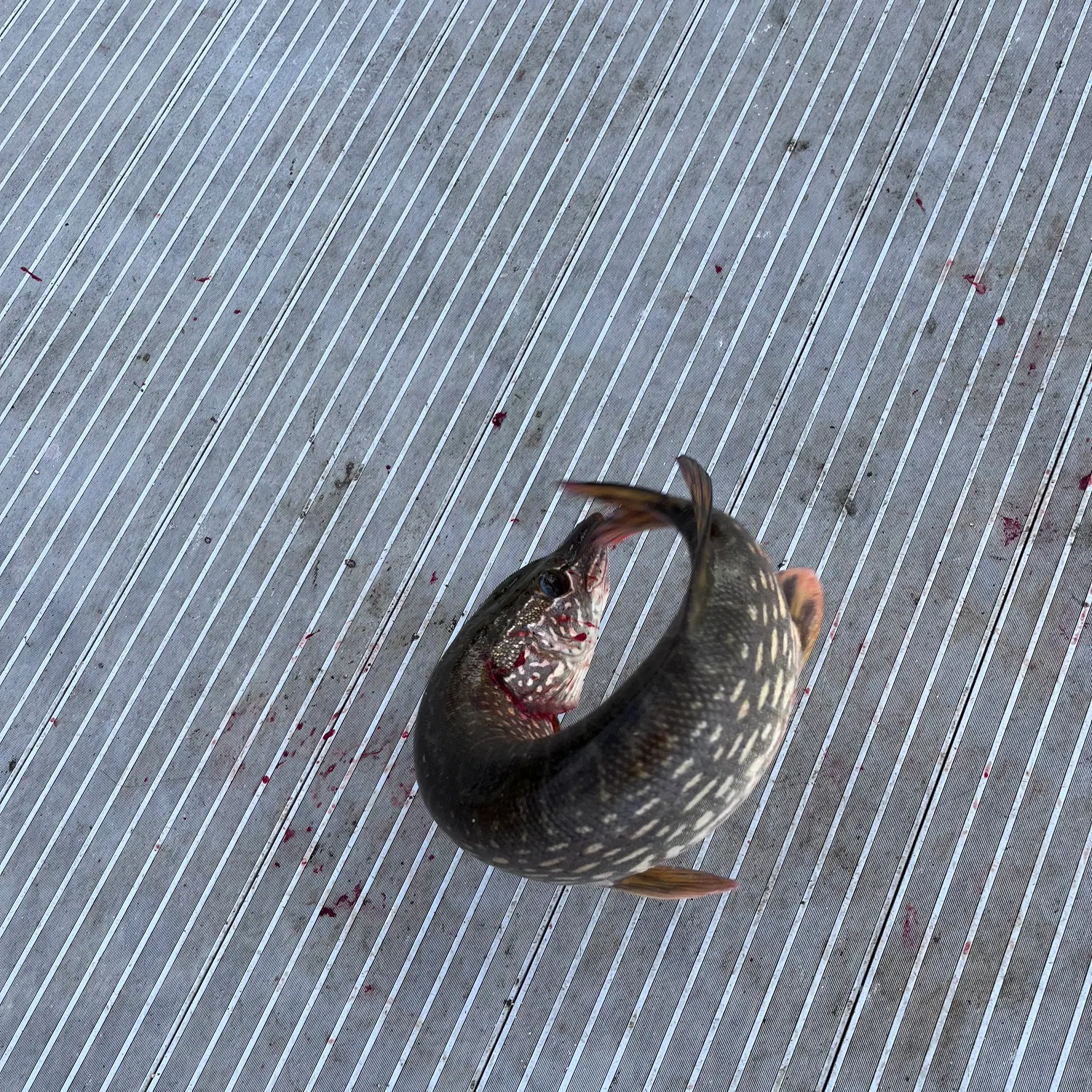 Northern pike caught on Fishbrain