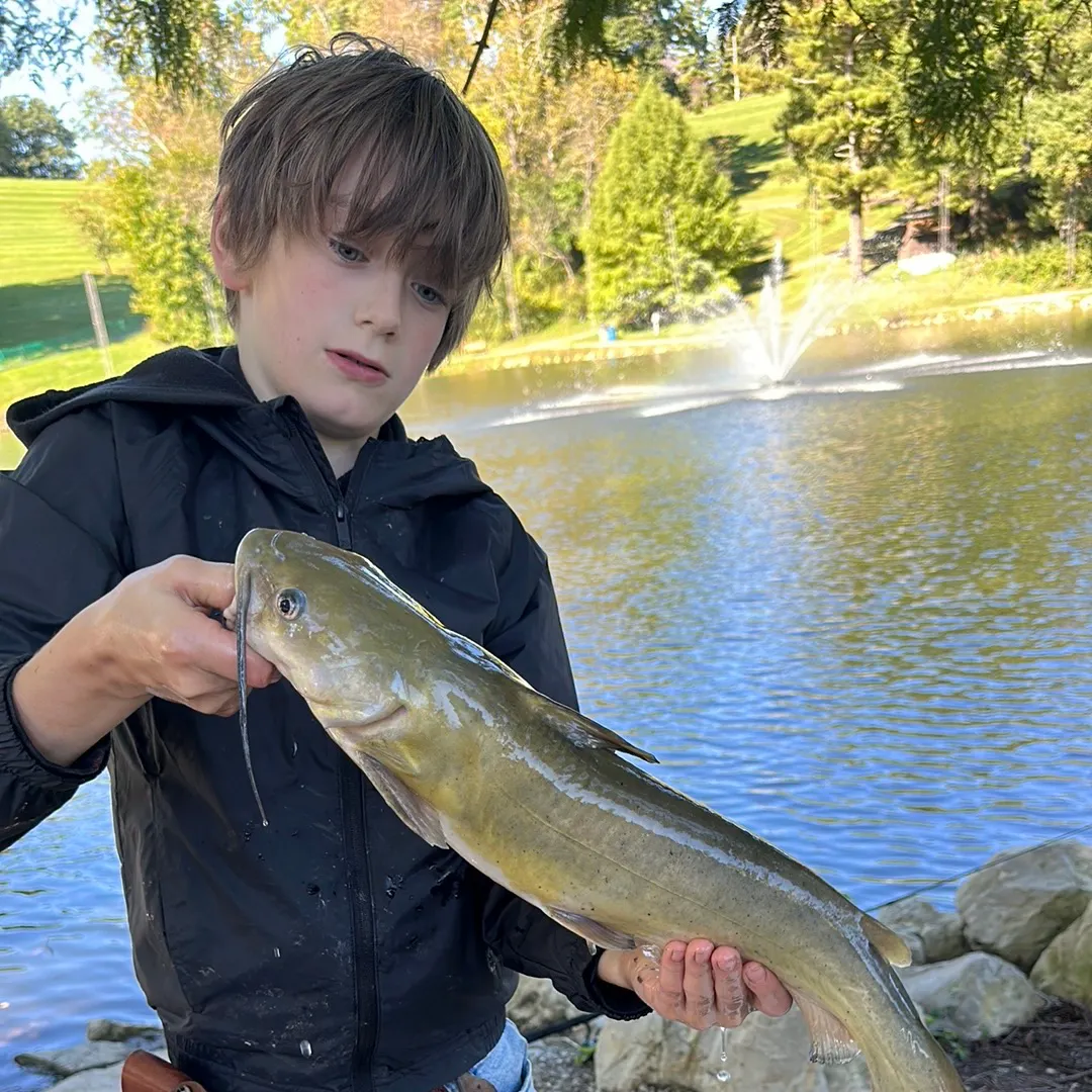 Channel catfish caught on Fishbrain