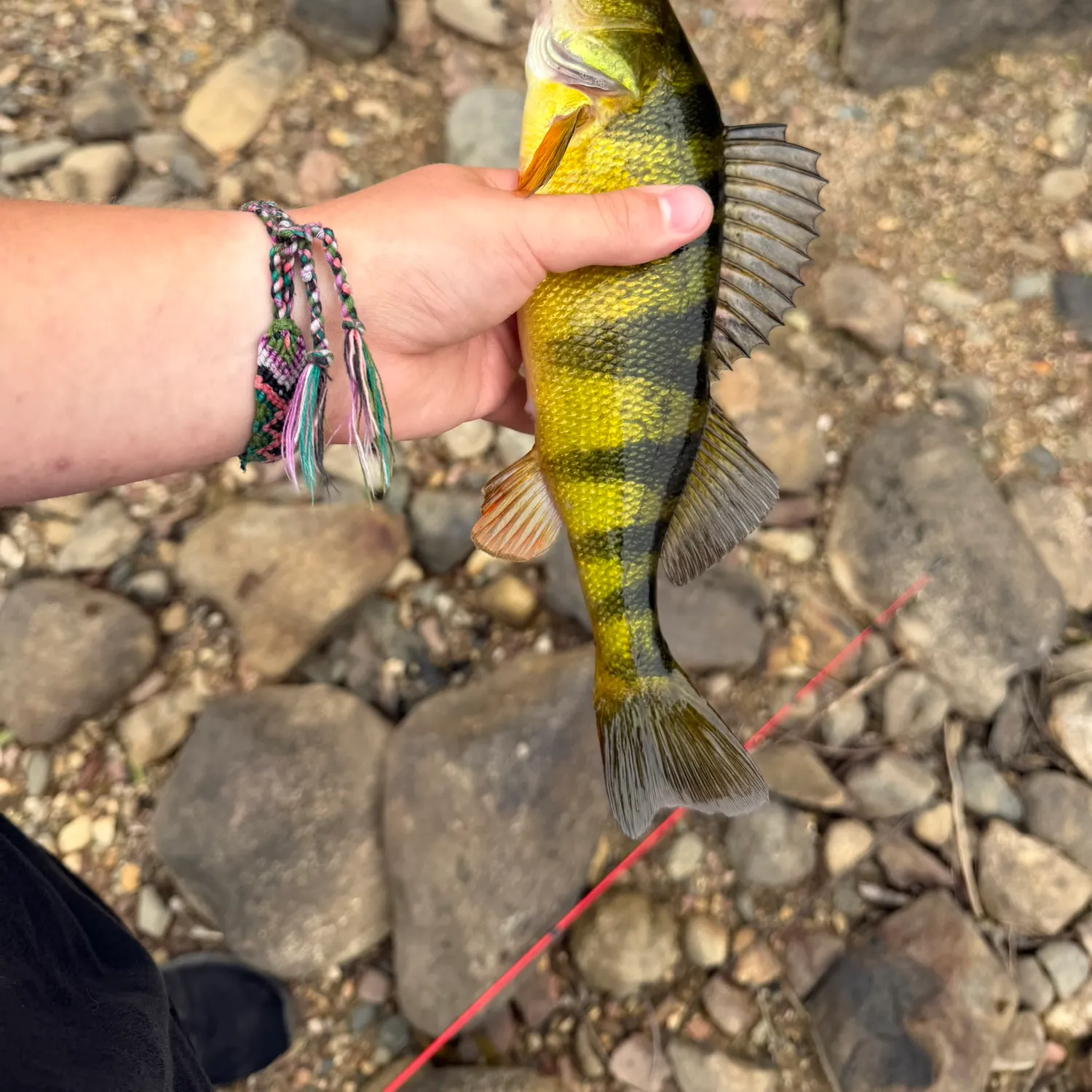 Yellow perch caught on Fishbrain